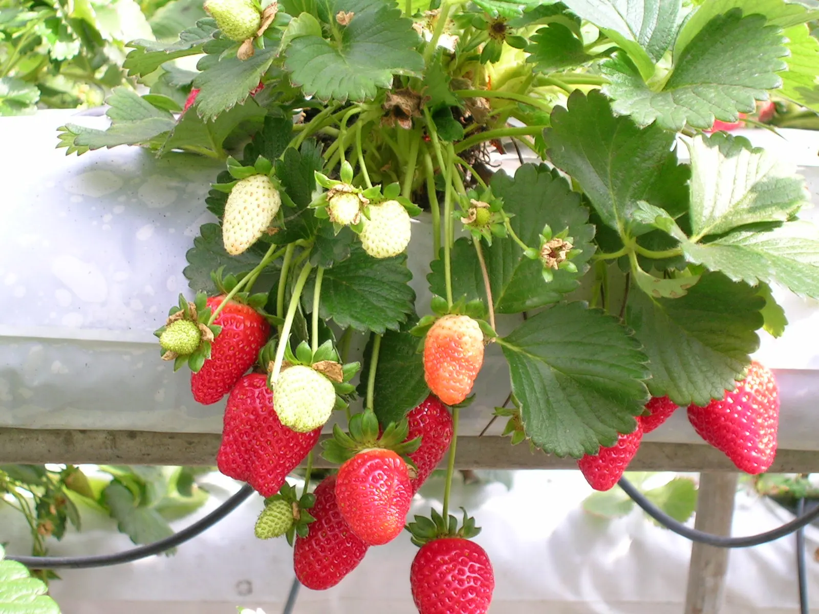 Strawberry (Fragaria X Ananassa) — white flowers in the garden; thriving with at least six to eight hours of direct sunlight per day, image 79