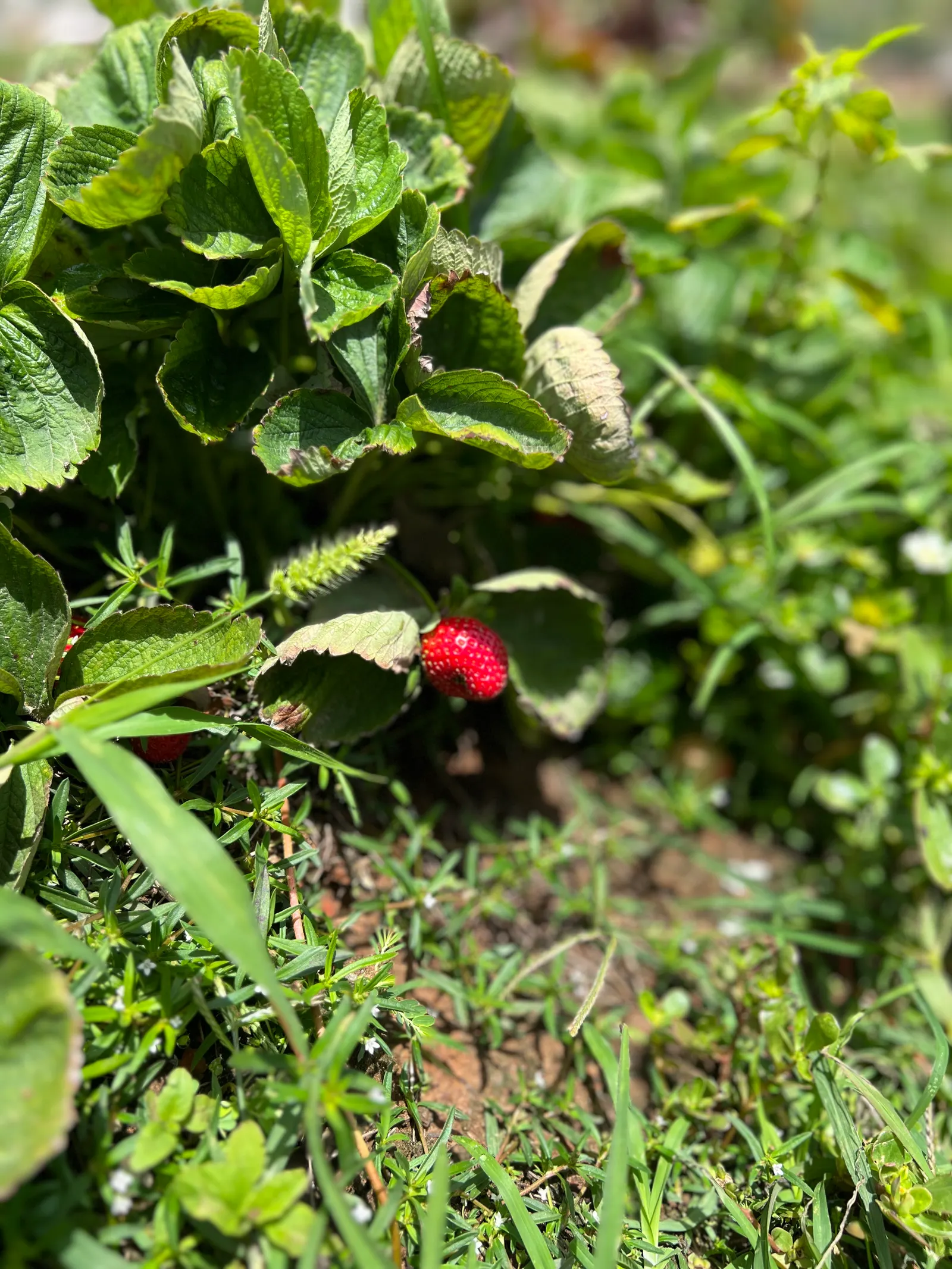 Strawberry (Fragaria X Ananassa) — This herbaceous plant has a spread of 12-24 inches; with a spread of 12 to 24 inches, image 56