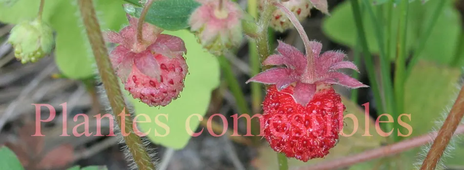 Strawberry (Fragaria X Ananassa) — This herbaceous plant has a spread of 12-24 inches; with a spread of 12 to 24 inches