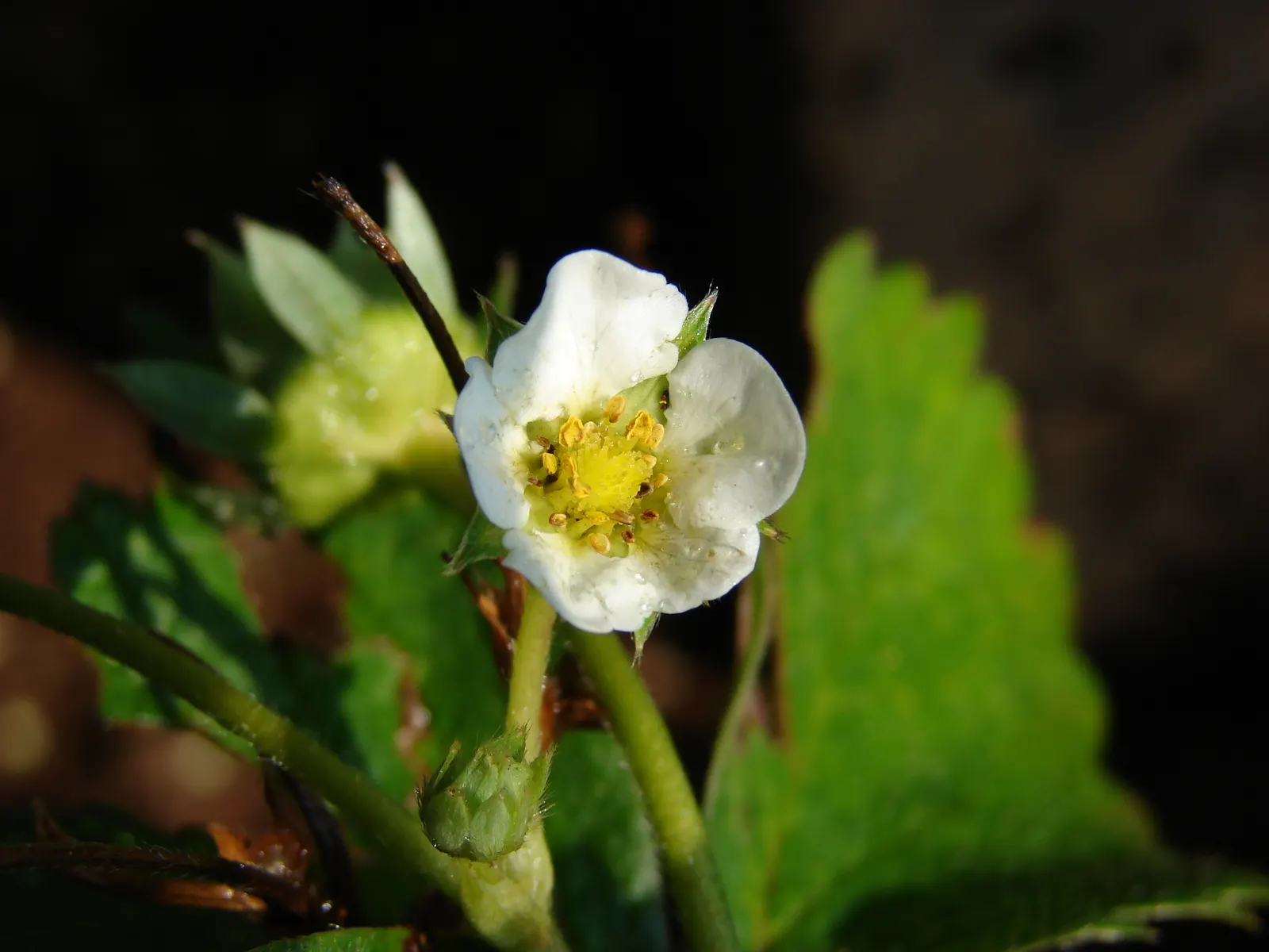 Strawberry (Fragaria X Ananassa) — requiring full sun and well-drained soil with a pH between 5.5 and 7.0; with a slightly acidic to neutral pH ranging from