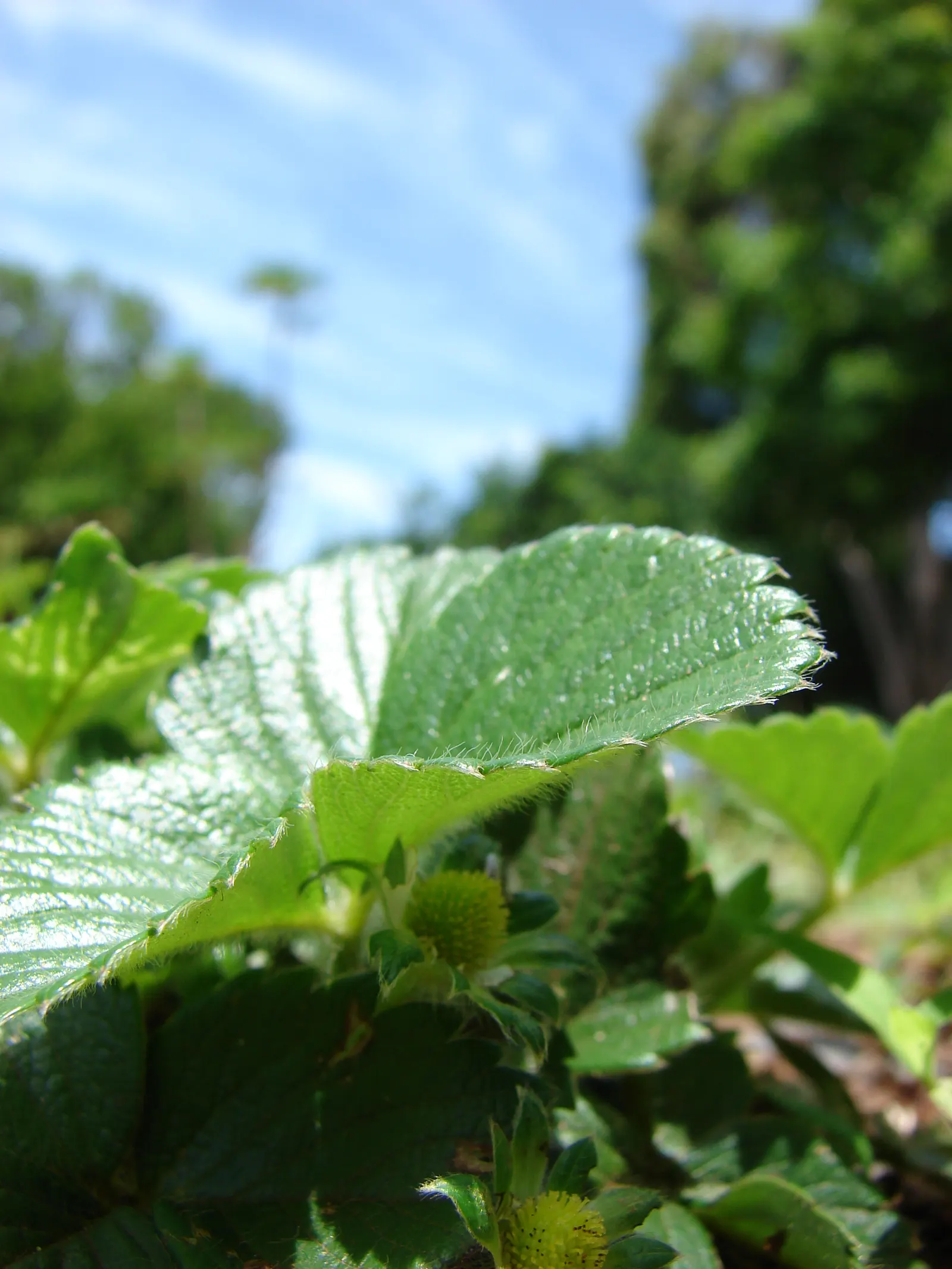 Strawberry (Fragaria X Ananassa) — allowing for a dense ground cover punctuated by white