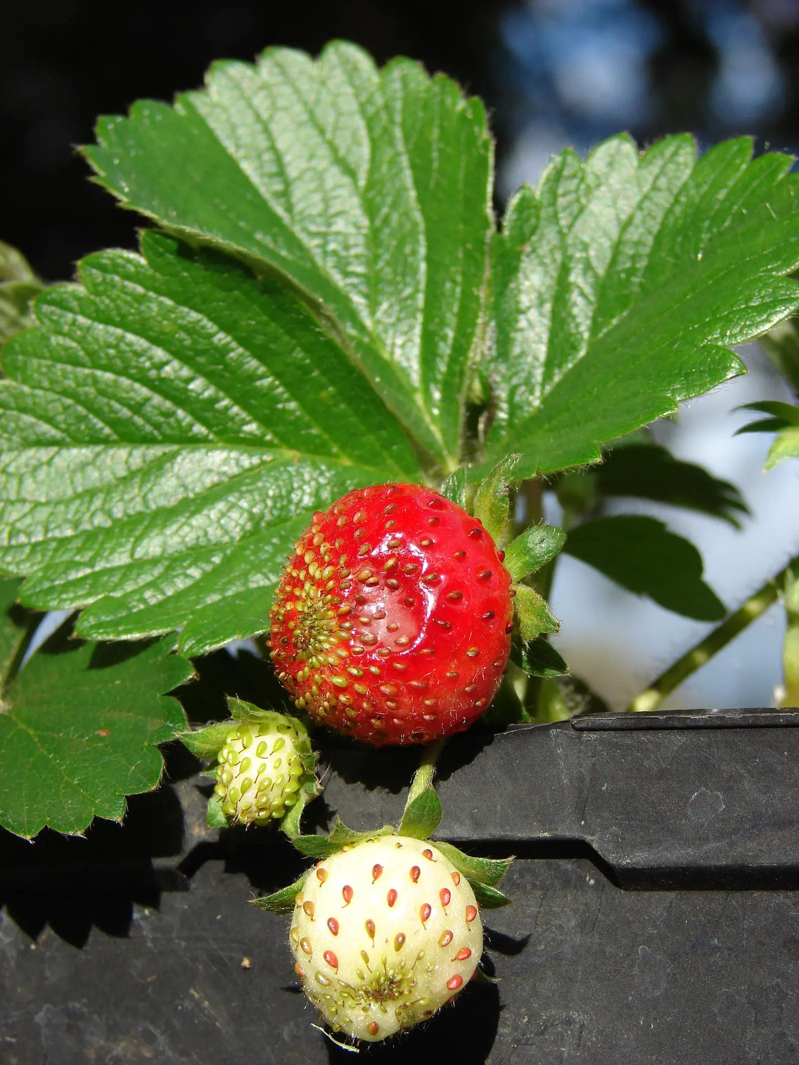 Strawberry (Fragaria X Ananassa) — allowing for a dense ground cover punctuated by white; ground cover / perennial for full or half