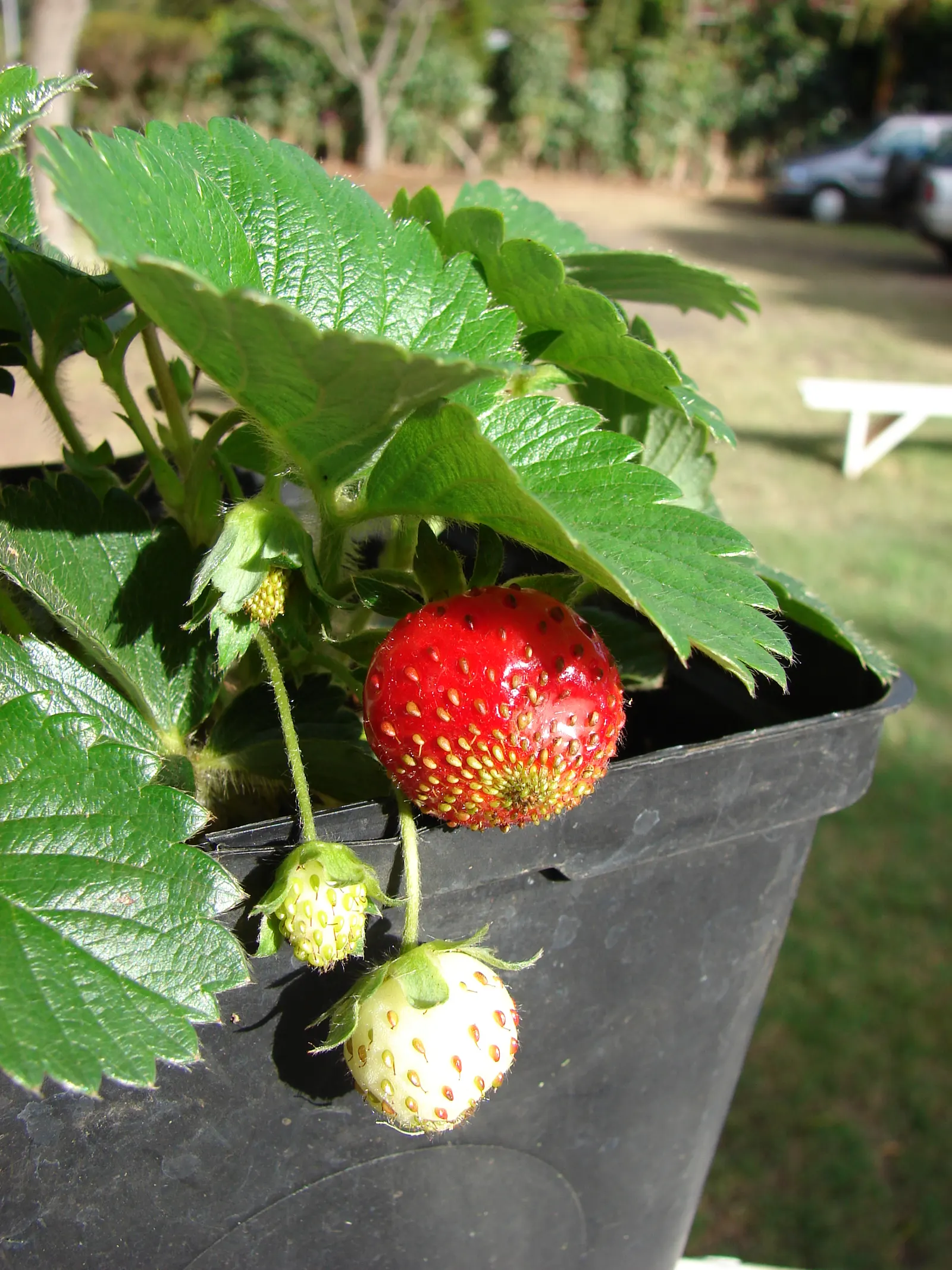 Strawberry (Fragaria X Ananassa) — and delicious fruit make them a multi-dimensional choice for both aesthetic appeal and culinary gain; requiring full sun and