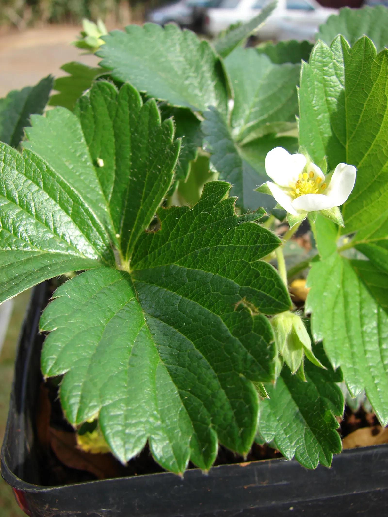 Strawberry (Fragaria X Ananassa) — White flowers blossom in spring, yielding berries in early summer; white flowers in the garden, image 58