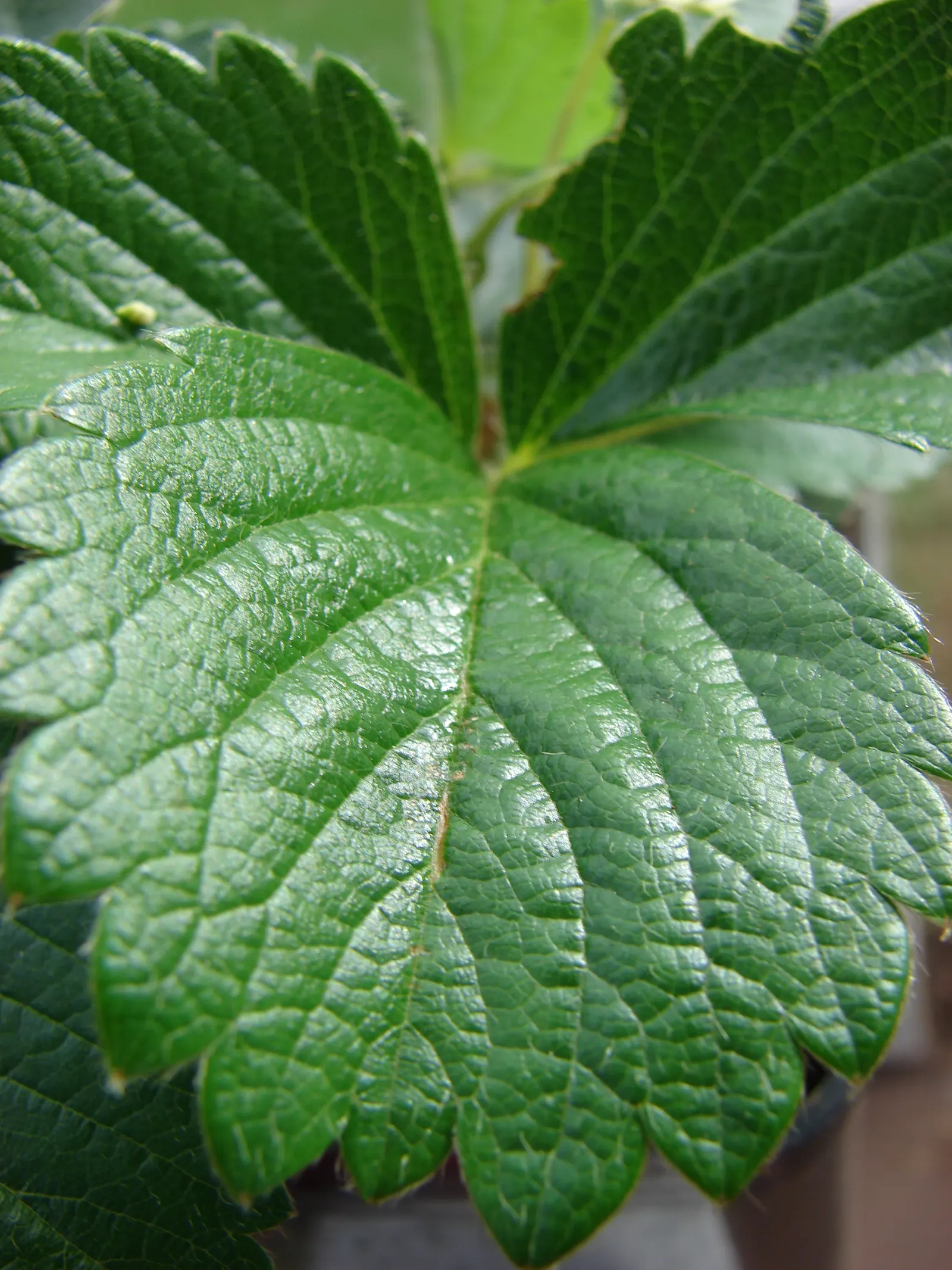 Strawberry (Fragaria X Ananassa) — with a slightly acidic to neutral pH ranging from 5.5 to 7.0