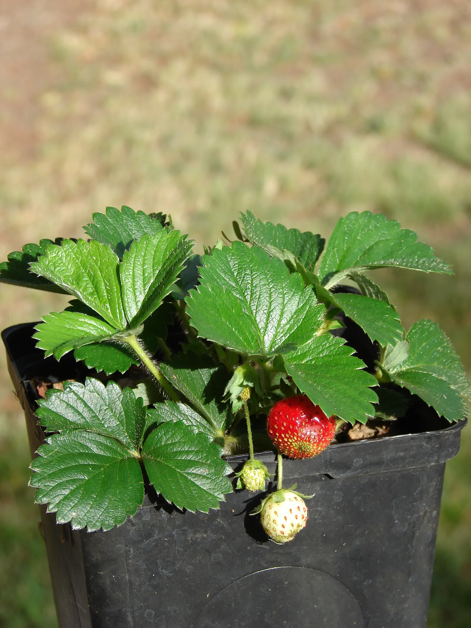 Strawberry (Fragaria X Ananassa) — Strawberry (Fragaria x ananassa) is a perennial fruit-bearing plant renowned for its sweet