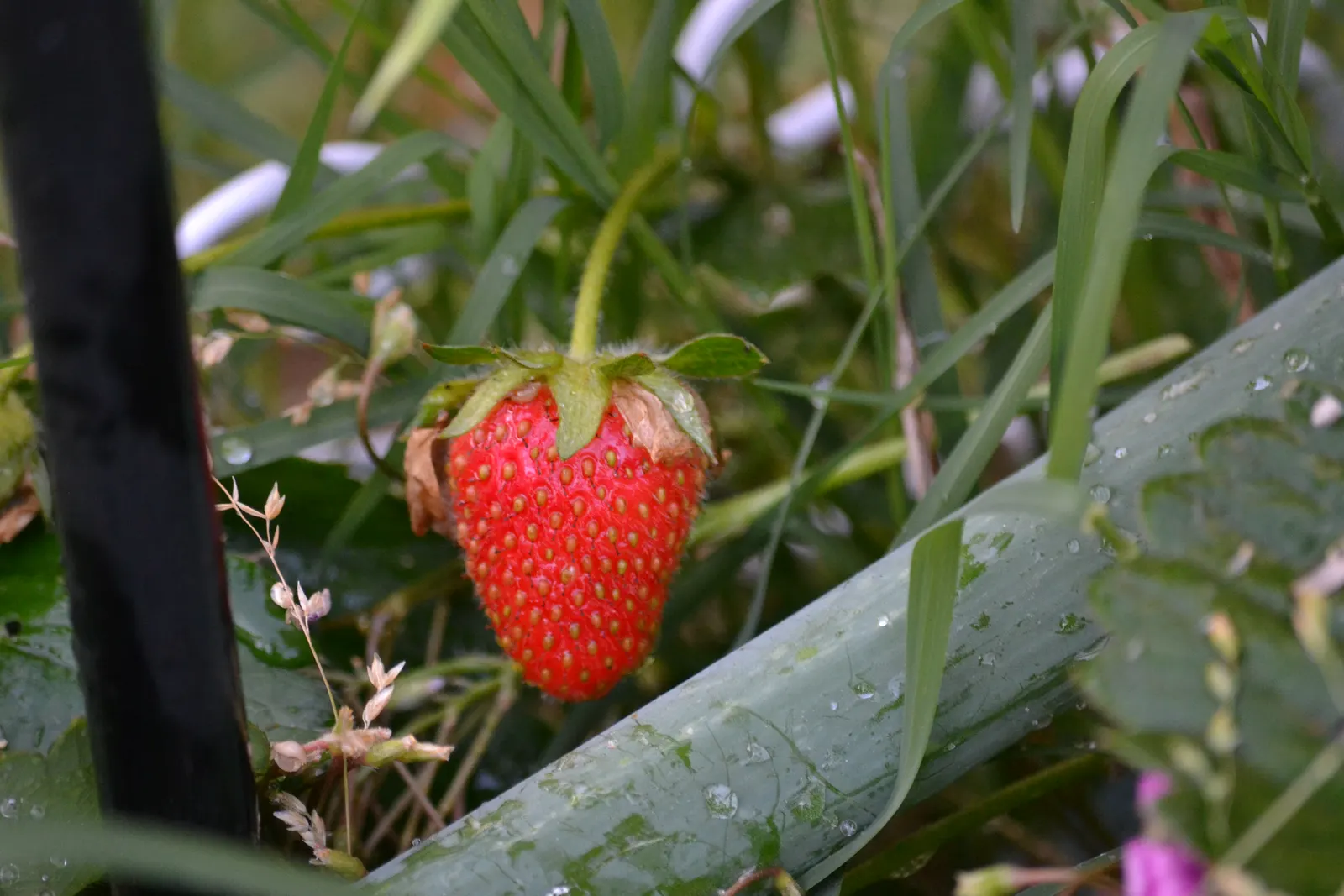 Strawberry (Fragaria X Ananassa) — with a spread of 12 to 24 inches; especially during fruit development - consistently moist