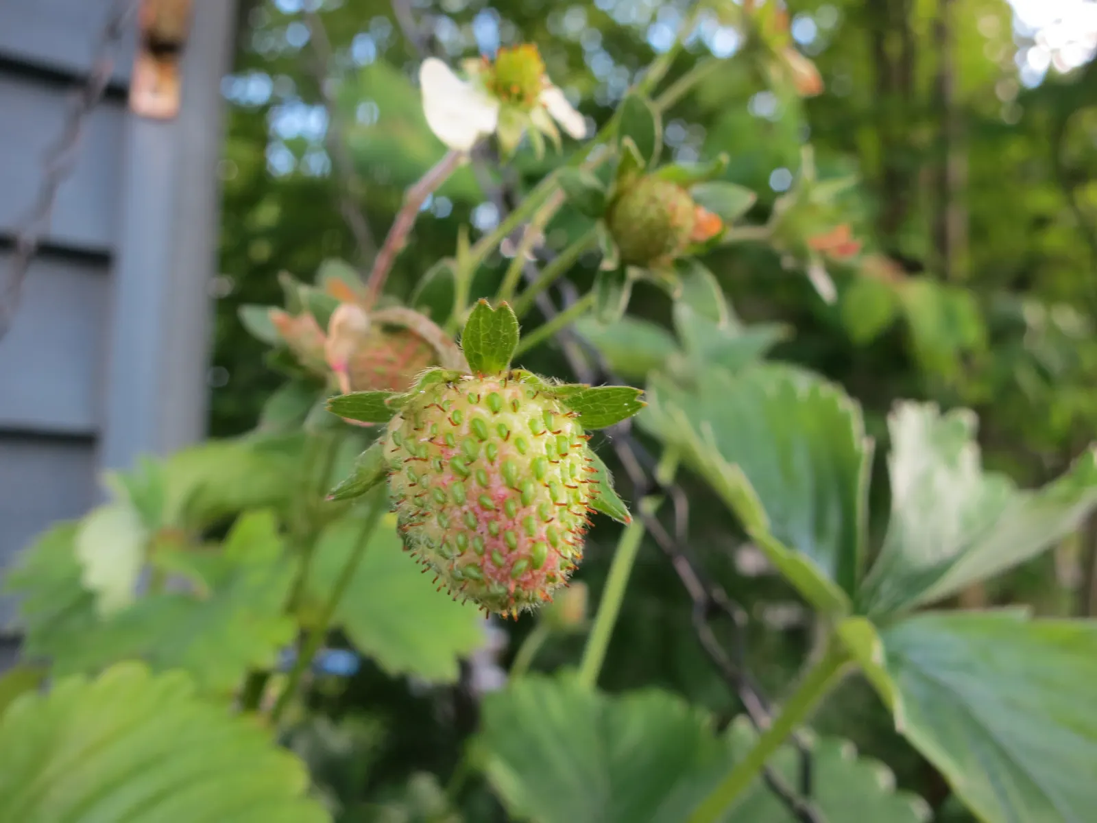 Strawberry (Fragaria X Ananassa) — Ideal for ground cover, borders, or containers