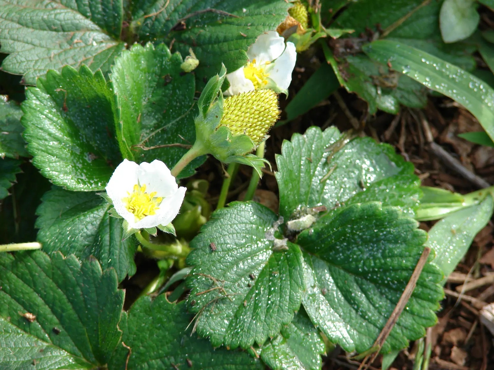 Strawberry (Fragaria X Ananassa) — ground cover / perennial with white blooms; loamy soil enriched with organic matter, image 80