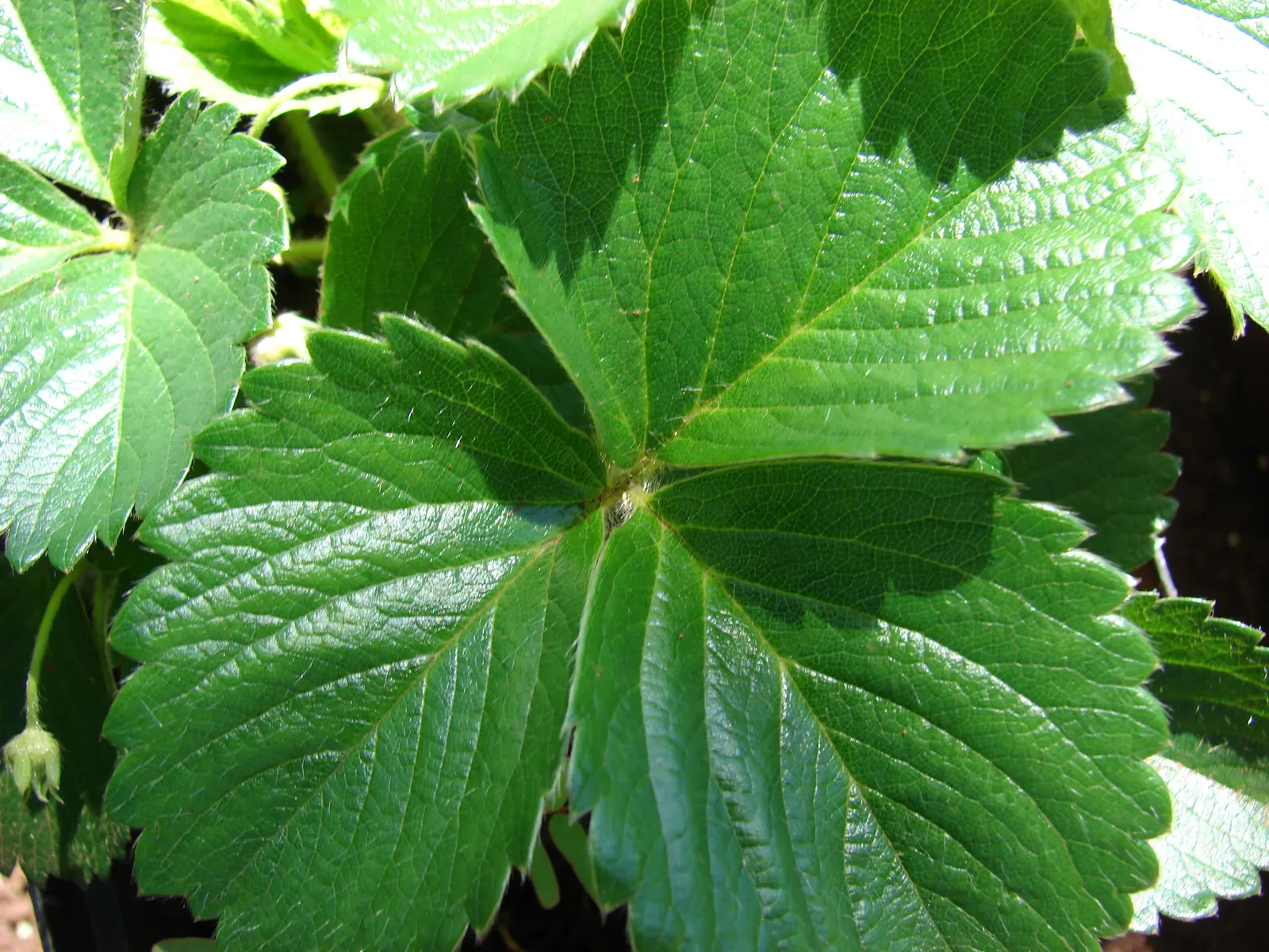 Strawberry (Fragaria X Ananassa) — These blooms give way to the iconic fruits, image 41