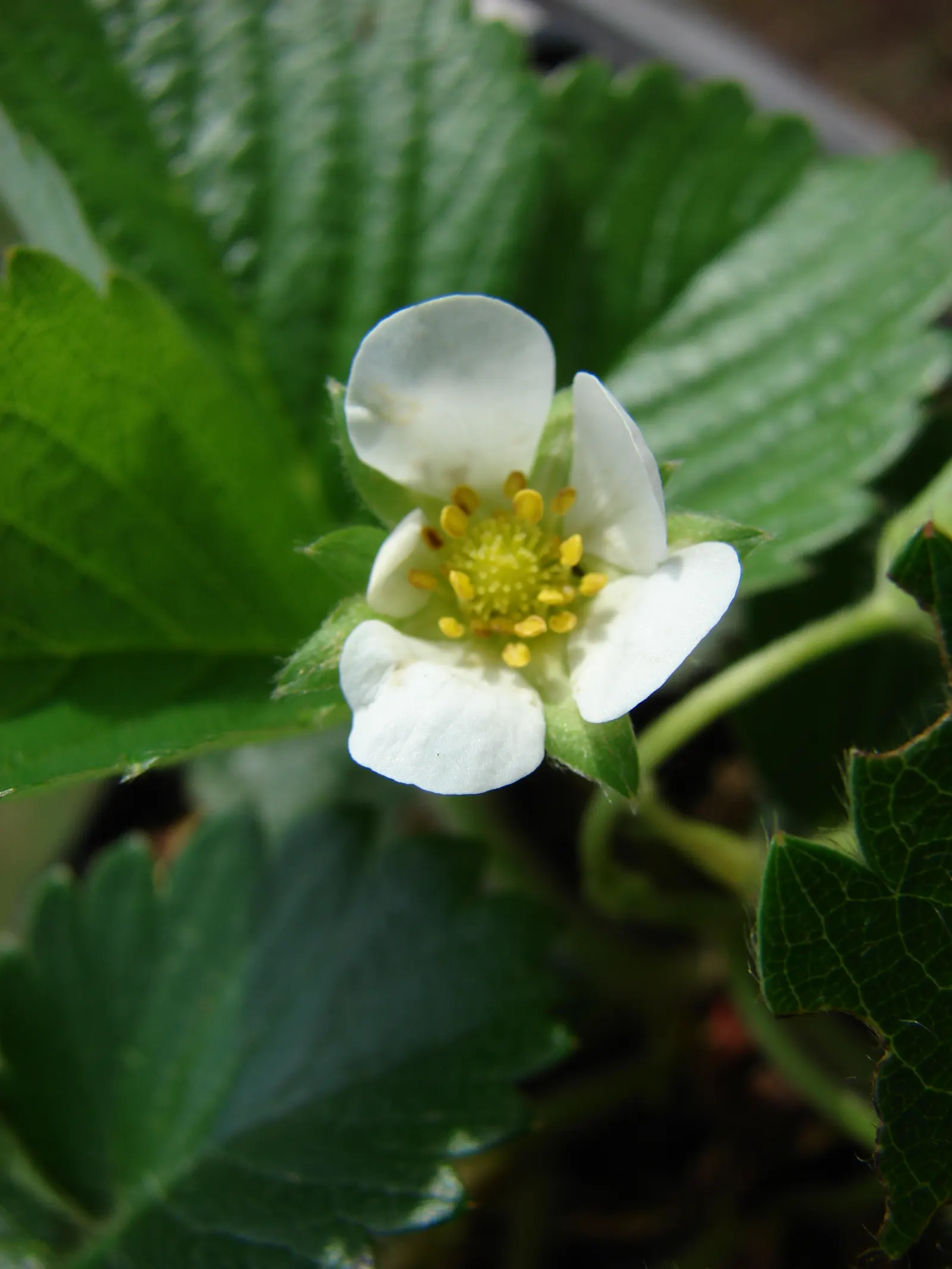 Strawberry (Fragaria X Ananassa) — offering a prolonged season of interest and yield.<br><br>Strawberries demand well-drained; strawberry (Fragaria, image 70
