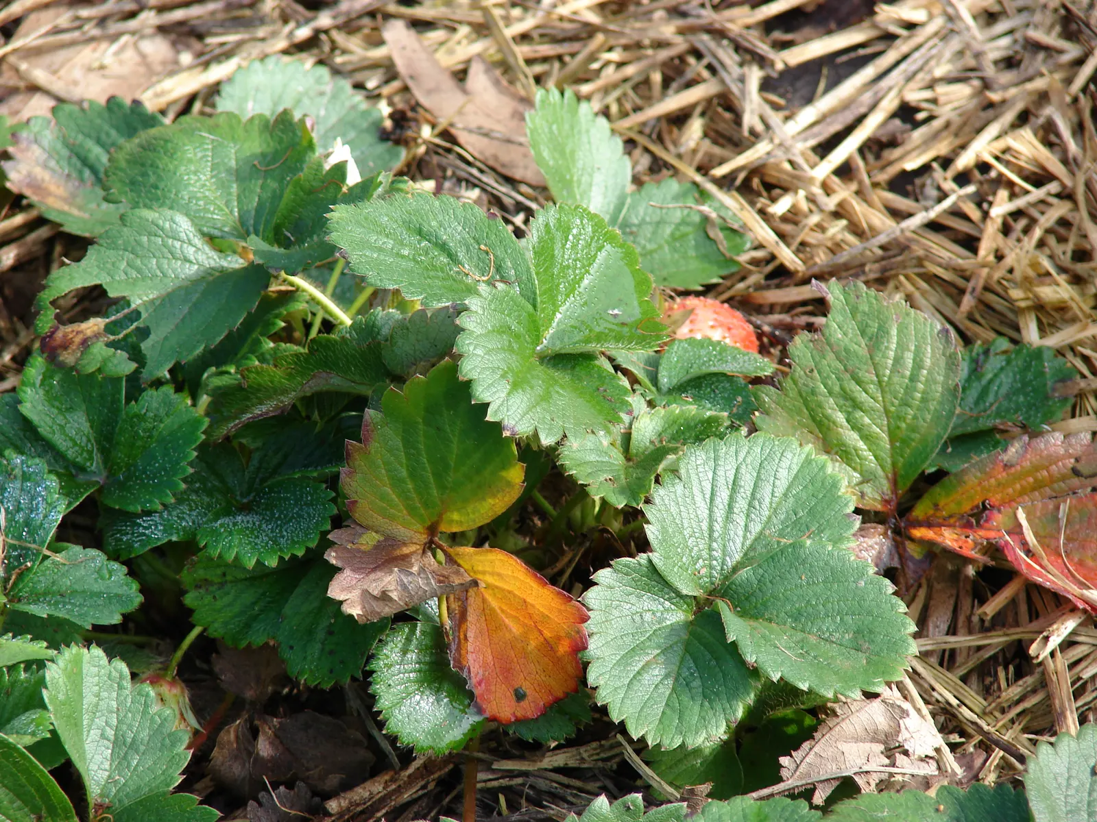 Strawberry (Fragaria X Ananassa) — loamy soil enriched with organic matter; as an integral part of any edible landscape design
