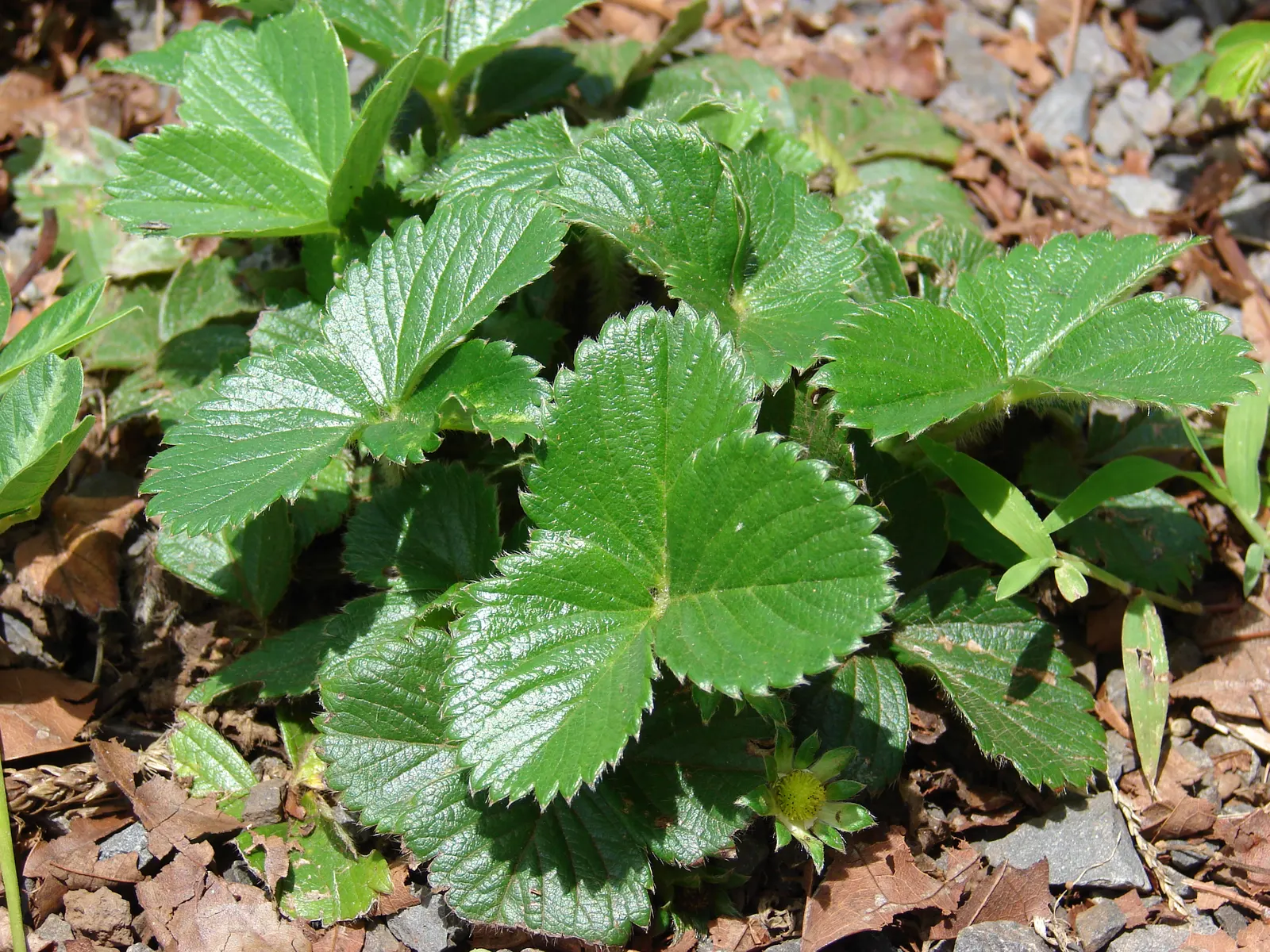 Strawberry (Fragaria X Ananassa) — and delicious fruit make them a multi-dimensional choice for both aesthetic appeal and culinary gain