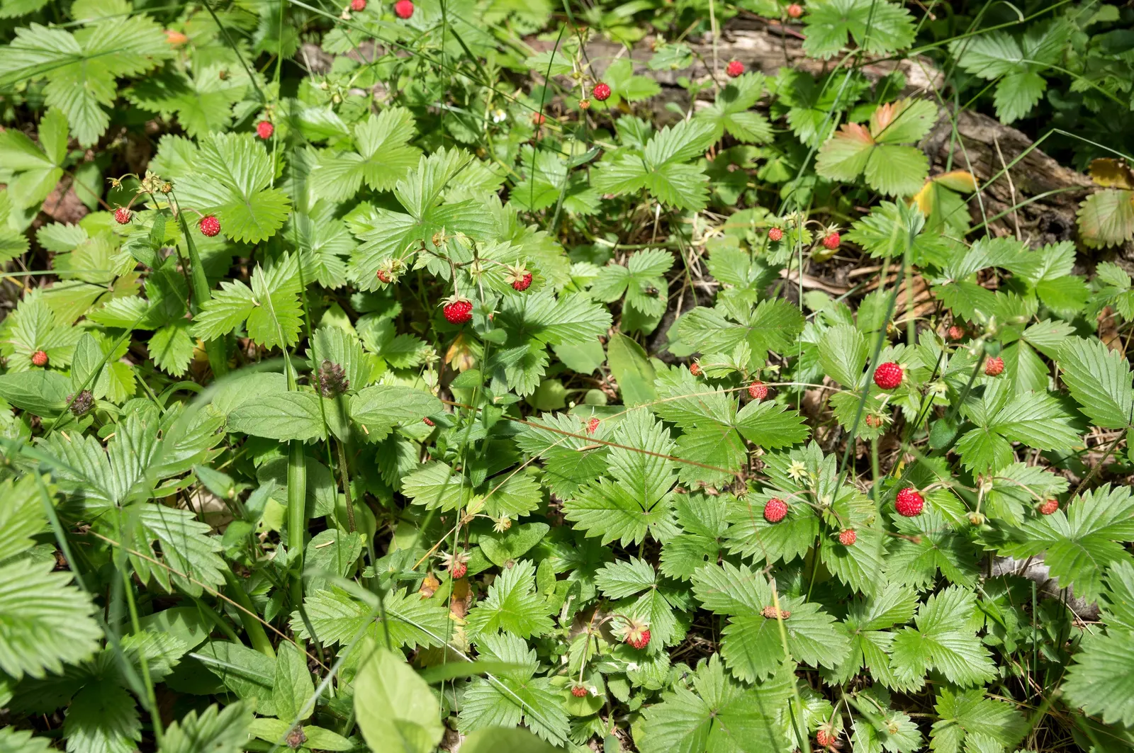 Strawberry (Fragaria X Ananassa) — this cultivar requires full sun exposure; hardy in USDA zones 5-8, it requires regular watering and mulching to maintain