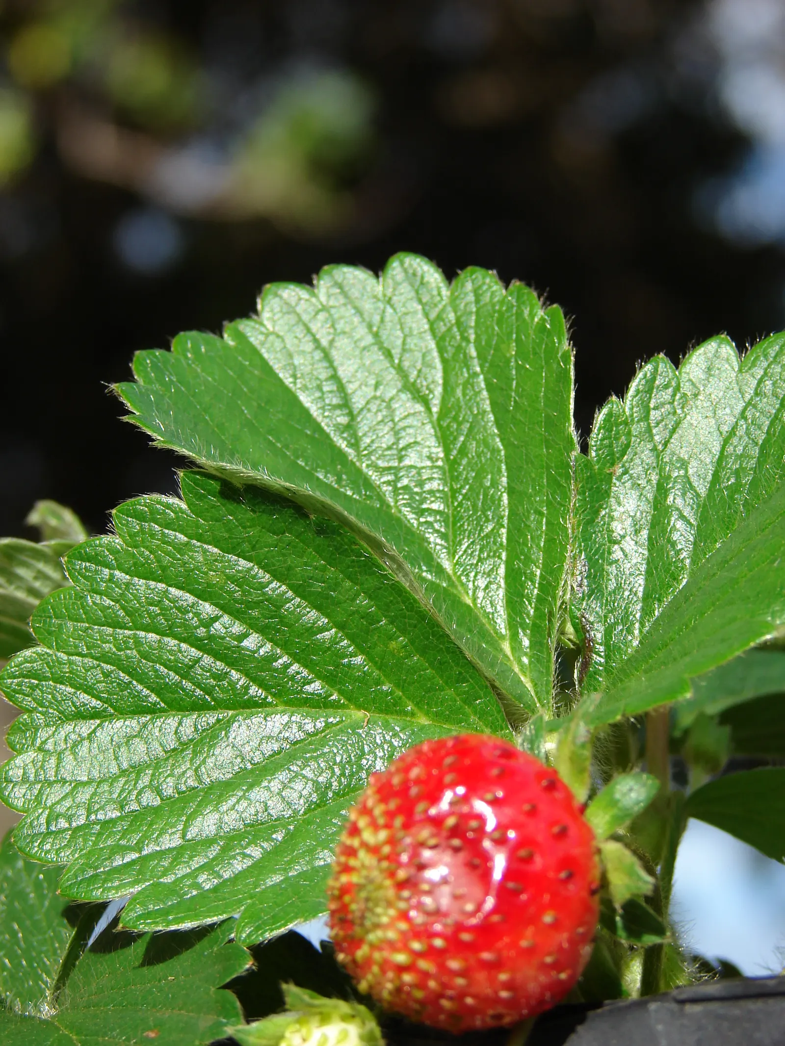 Strawberry (Fragaria X Ananassa) — Strawberry (Fragaria x ananassa) is a low-growing perennial producing sweet, red fruits