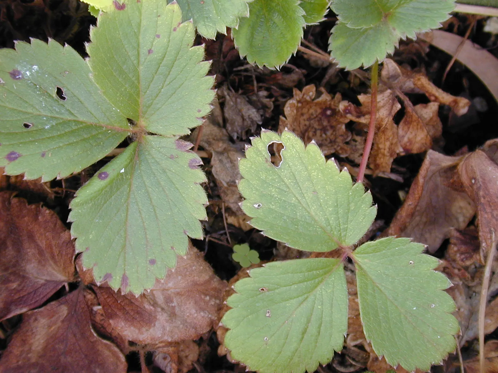 Strawberry (Fragaria X Ananassa) — a spacing of 18 to 24 inches between plants is recommended