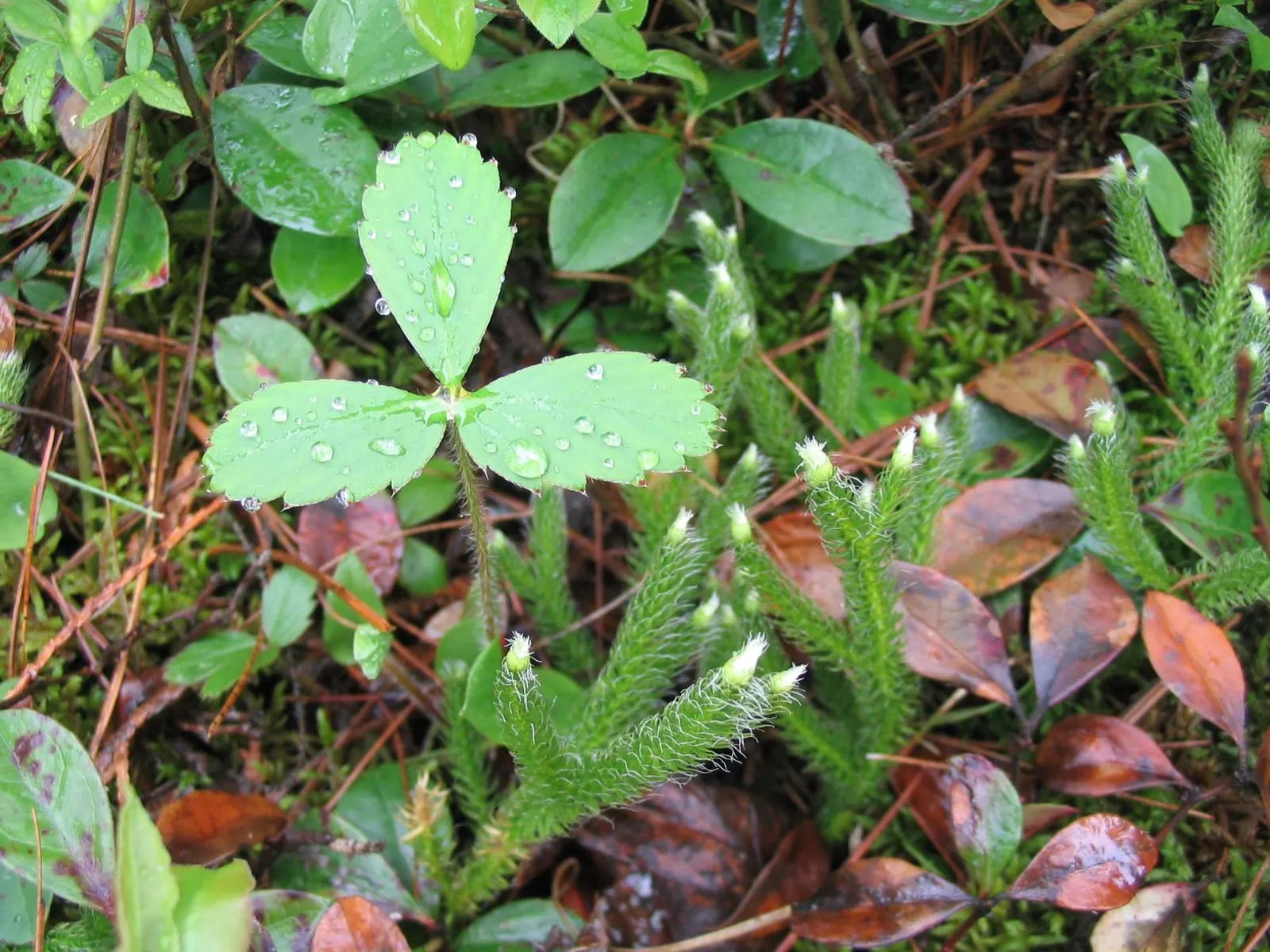 Strawberry (Fragaria X Ananassa) — Strawberry (Fragaria x ananassa) is a low-growing perennial producing sweet, red fruits; white flowers blossom, image 82