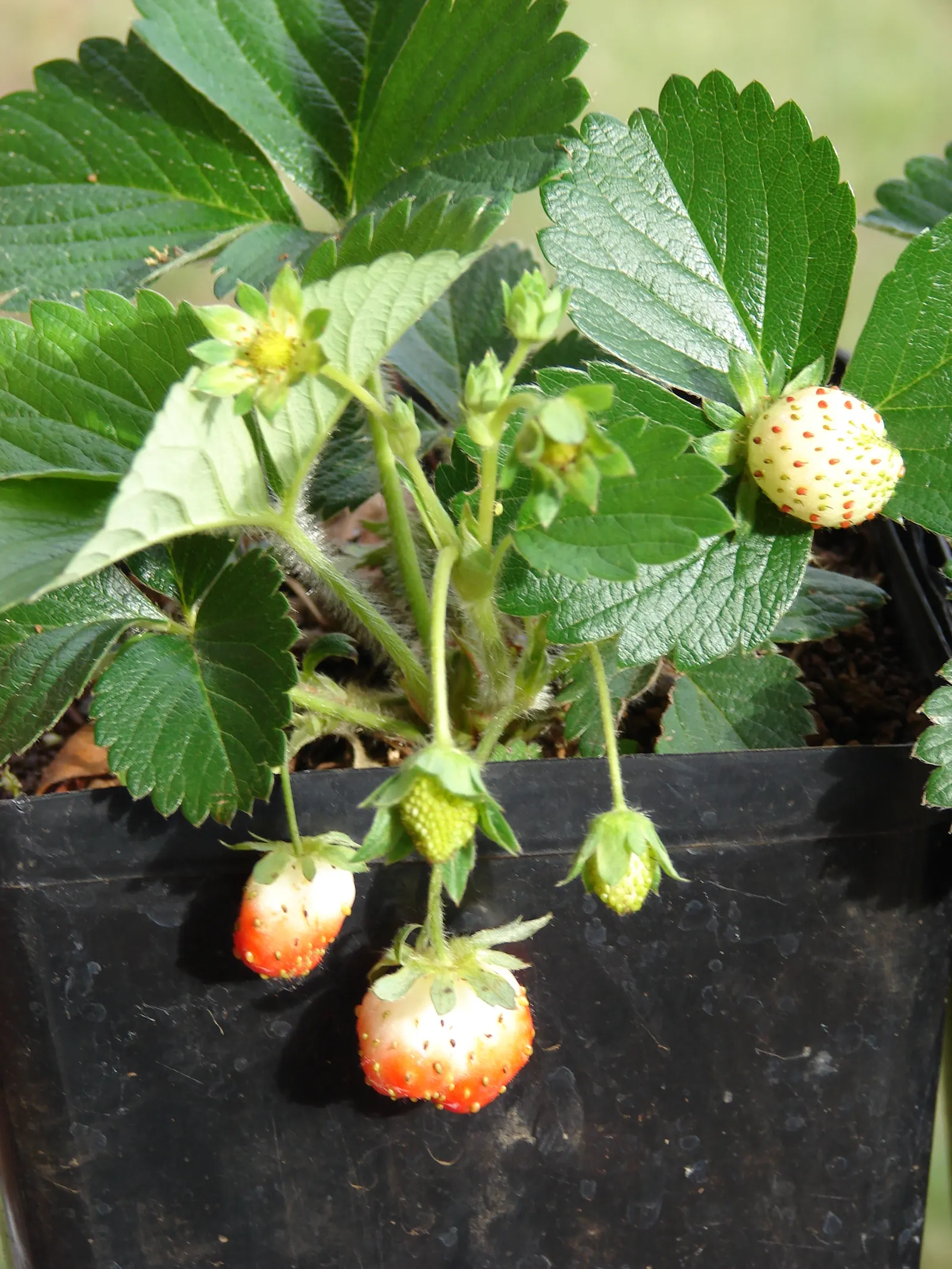 Strawberry (Fragaria X Ananassa) — ground cover / perennial for full or half