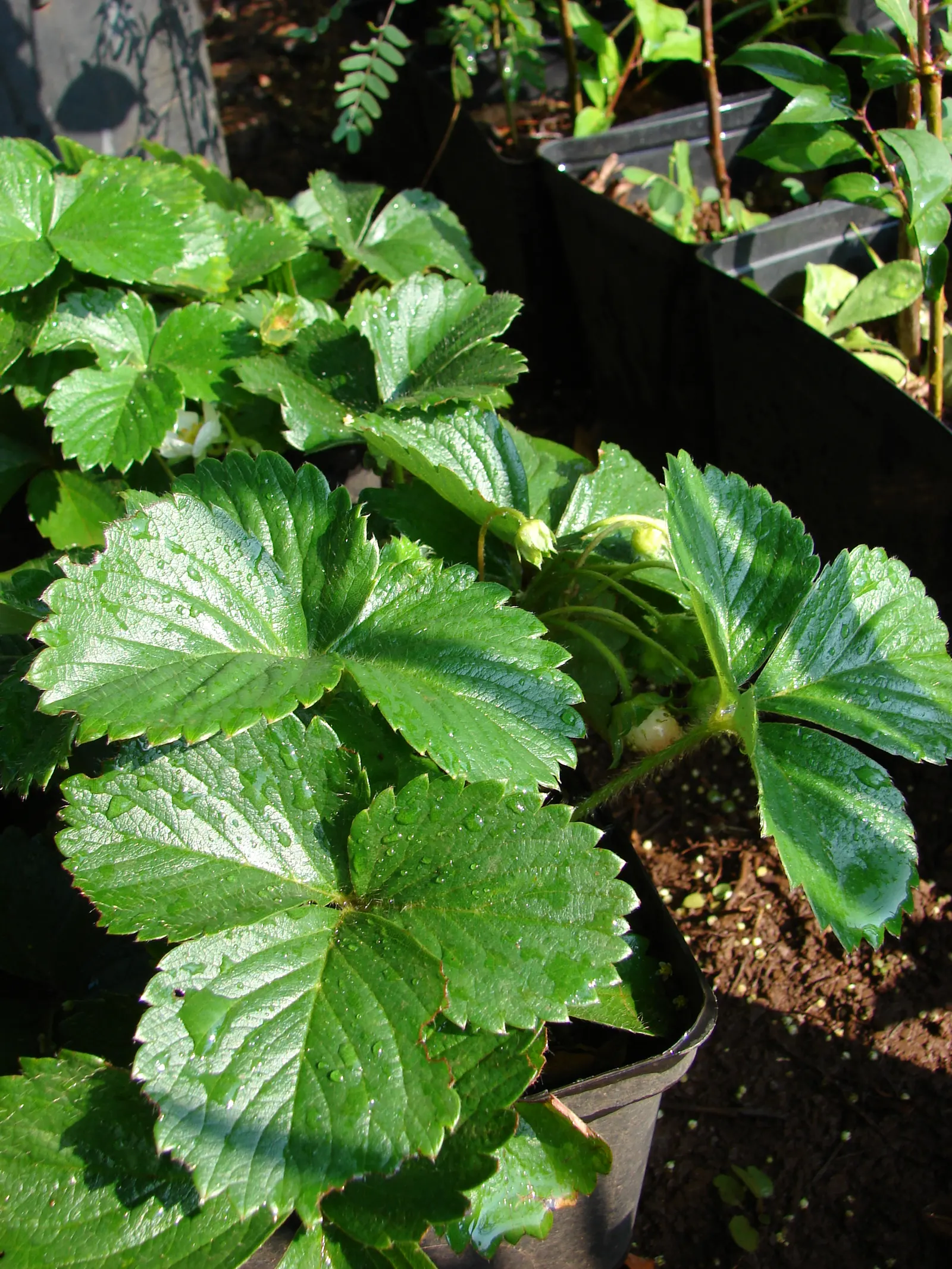 Strawberry (Fragaria X Ananassa) — Hardy in USDA zones 5-8, it requires regular watering and mulching to maintain moisture and discourage weeds; allowing for a