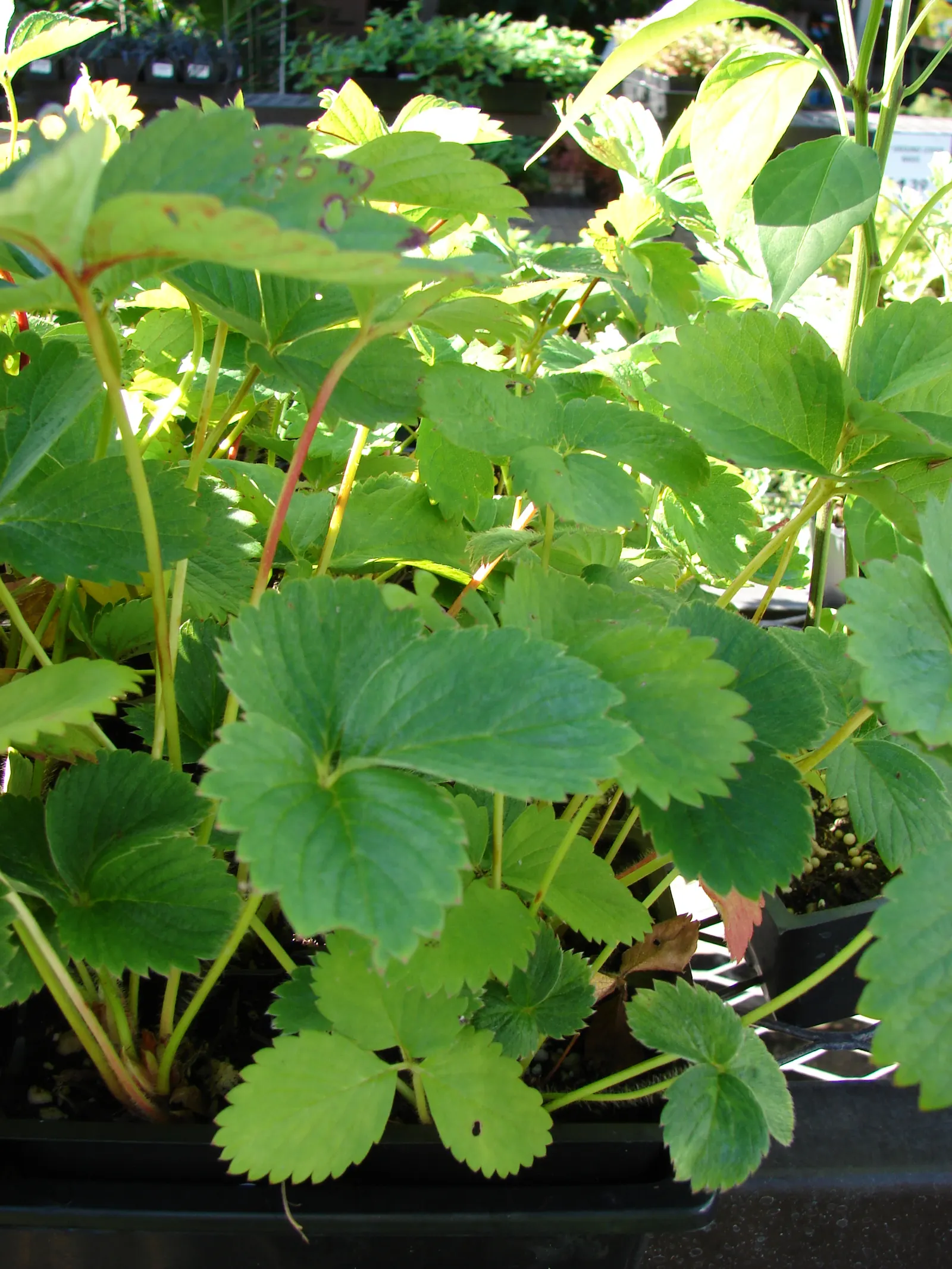 Strawberry (Fragaria X Ananassa) — but not waterlogged soil is the goal; this cultivar requires full sun exposure