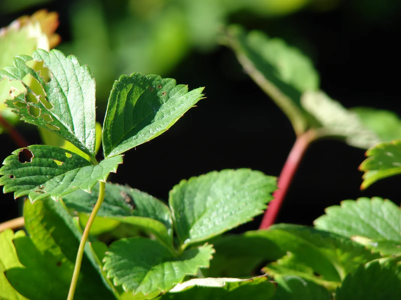 Strawberry (Fragaria X Ananassa) — but not waterlogged soil is the goal; this cultivar requires full sun exposure, image 75