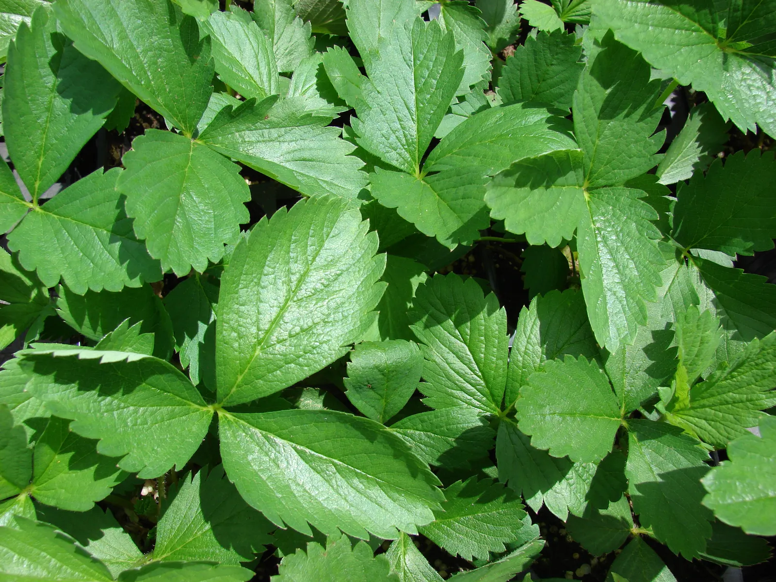 Strawberry (Fragaria X Ananassa) — especially during fruit development - consistently moist