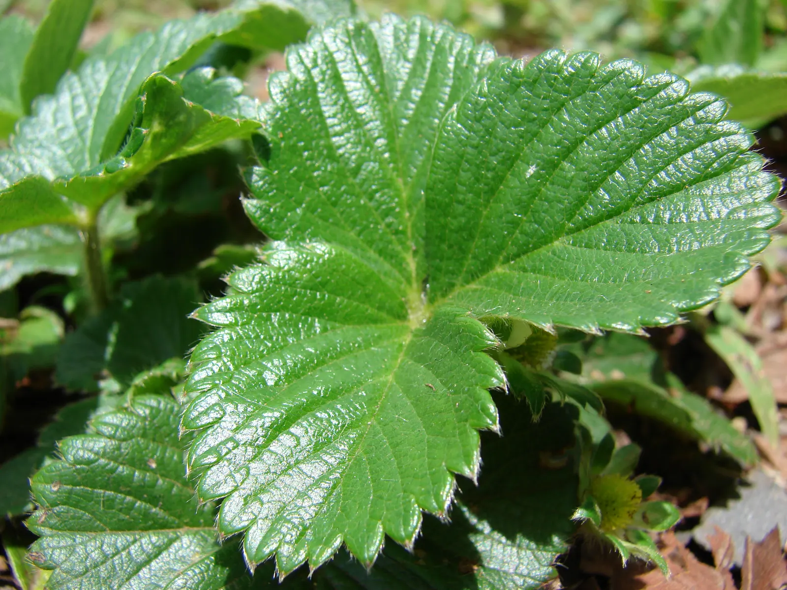 Strawberry (Fragaria X Ananassa) — especially during fruit development - consistently moist; this herbaceous plant has a spread of 12-24 inches