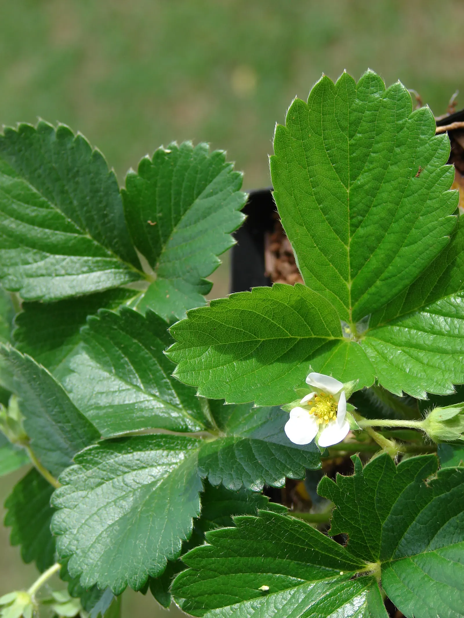 Strawberry (Fragaria X Ananassa) — with a slightly acidic to neutral pH ranging from 5.5 to 7.0; which can be harvested from early summer into fall, image 72