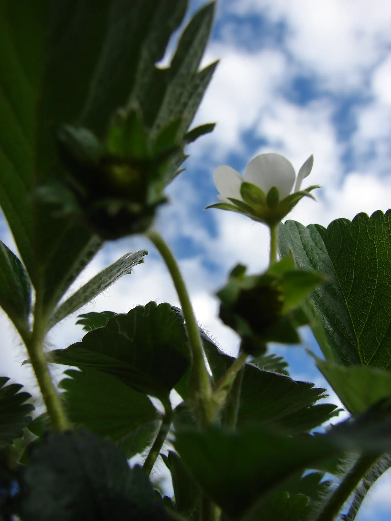 Strawberry (Fragaria X Ananassa) — this cultivar requires full sun exposure; hardy in USDA zones 5-8, it requires regular watering and mulching to, image 63