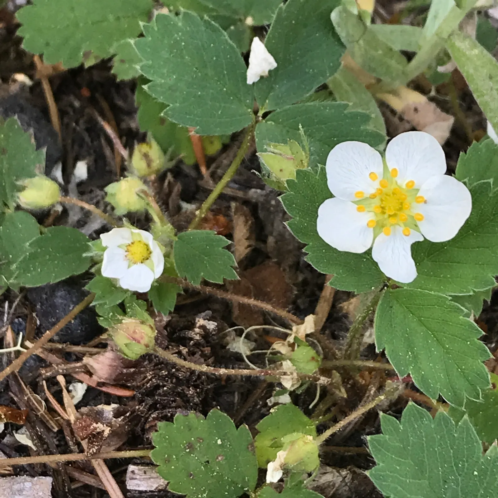 Strawberry (Fragaria X Ananassa) — Regular watering is crucial; to ensure optimum productivity and size