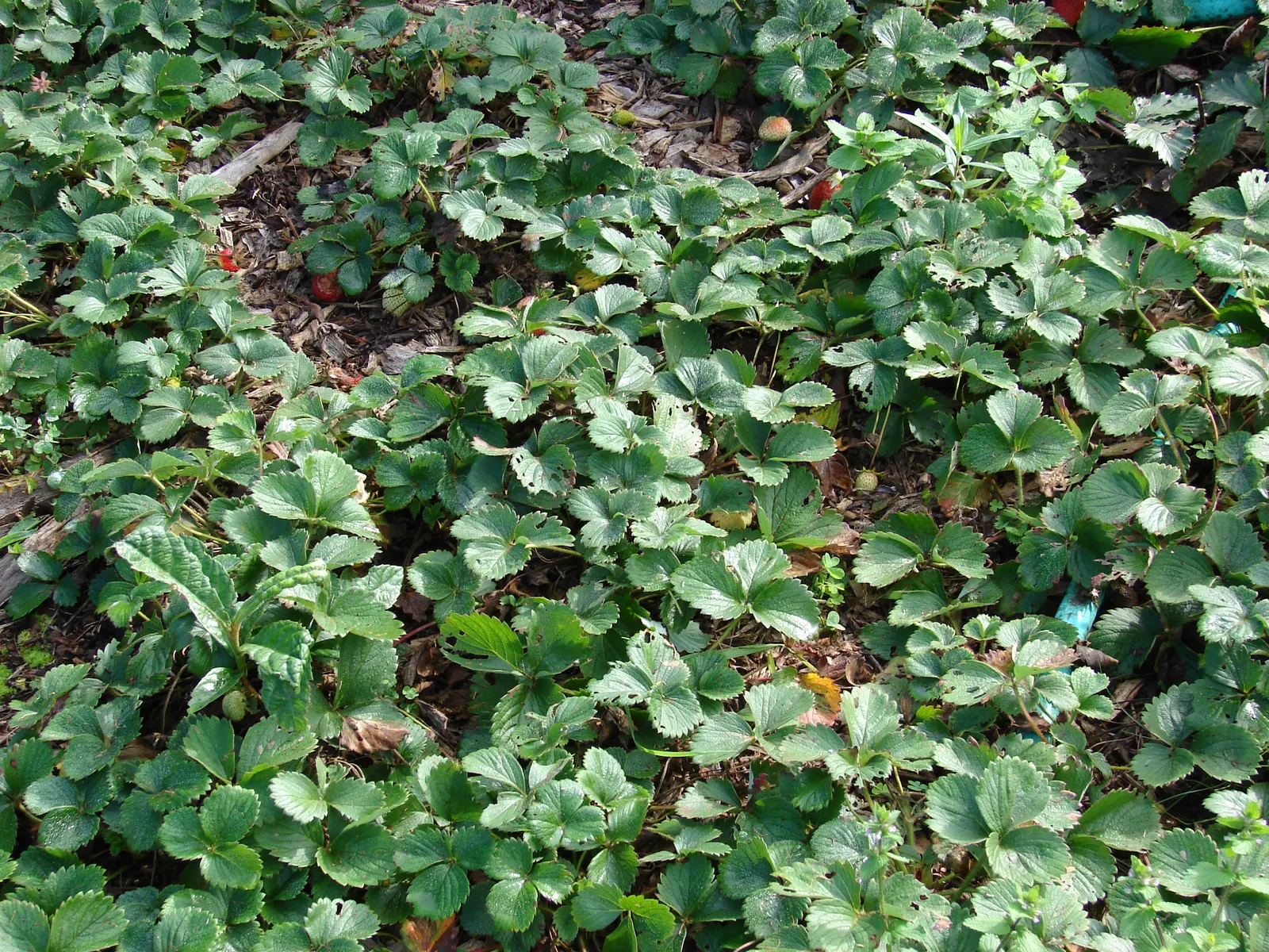 Strawberry (Fragaria X Ananassa) — requiring full sun and well-drained soil with a pH between 5.5 and 7.0
