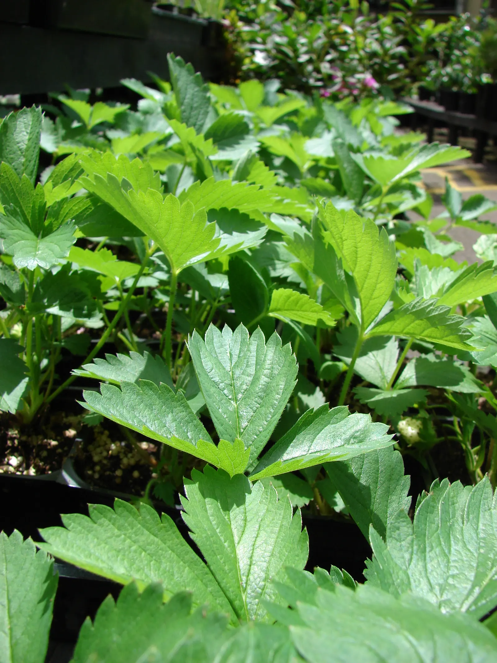 Strawberry (Fragaria X Ananassa) — White flowers blossom in spring, yielding berries in early summer; white flowers in the garden