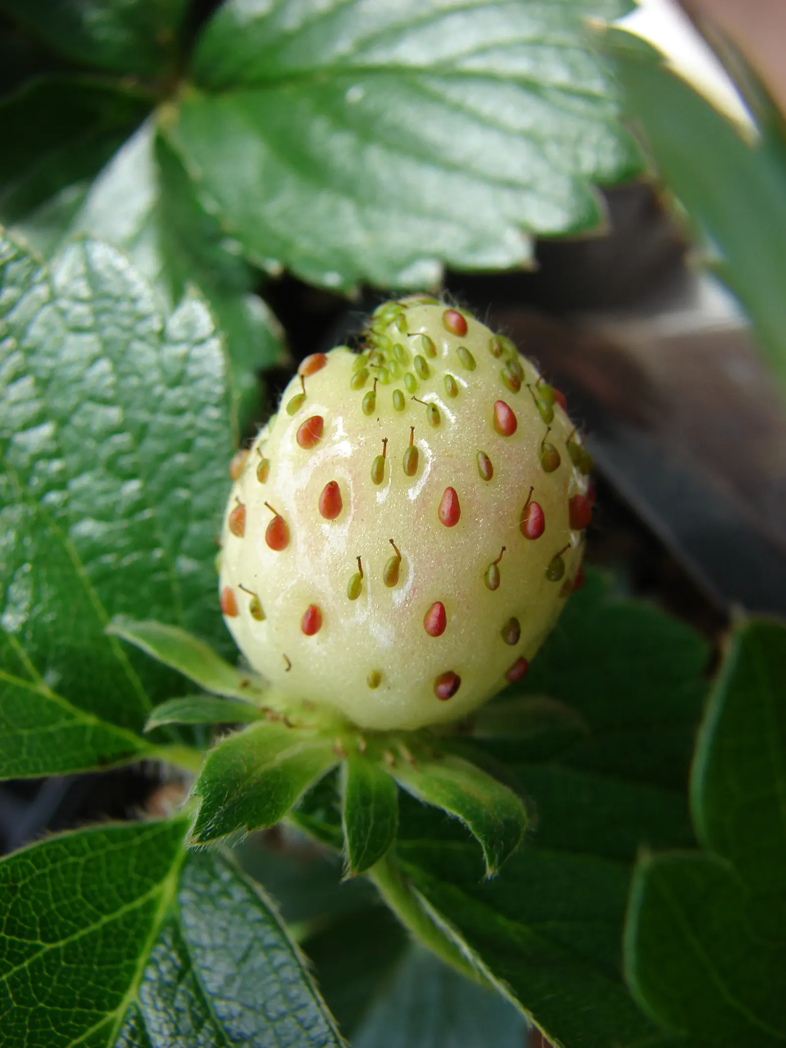 Strawberry (Fragaria X Ananassa) — These blooms give way to the iconic fruits, image 68