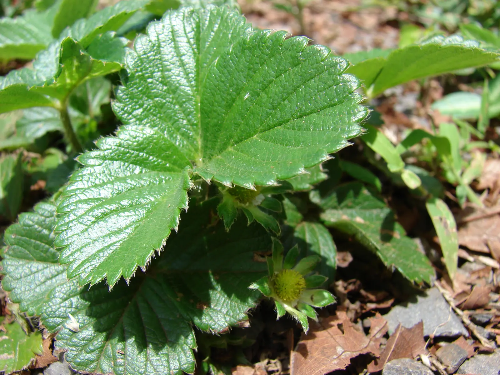 Strawberry (Fragaria X Ananassa) — White flowers blossom in spring, yielding berries in early summer