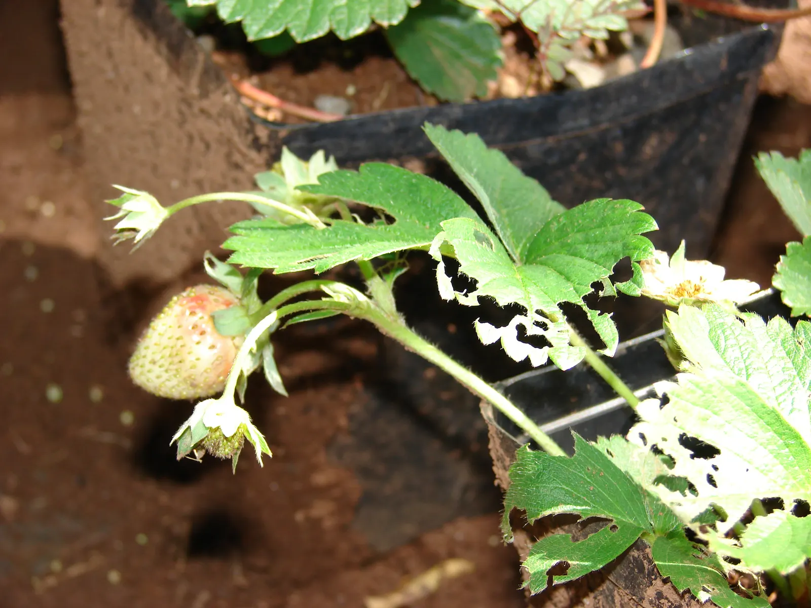 Strawberry (Fragaria X Ananassa) — ground cover / perennial for full or half; and delicious fruit make them a multi-dimensional choice for both aesthetic