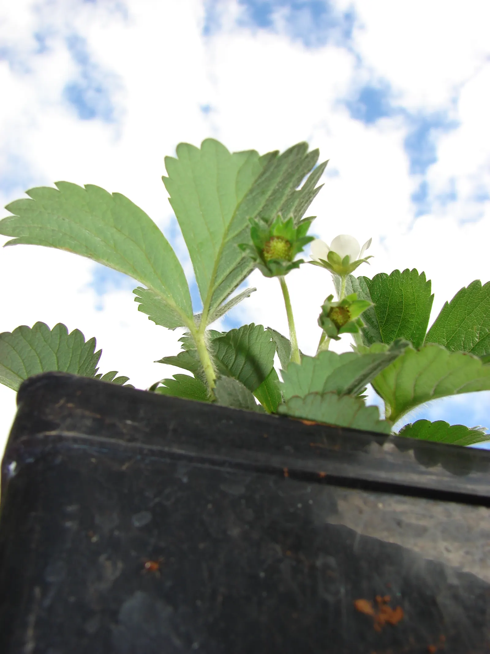 Strawberry (Fragaria X Ananassa) — These blooms give way to the iconic fruits