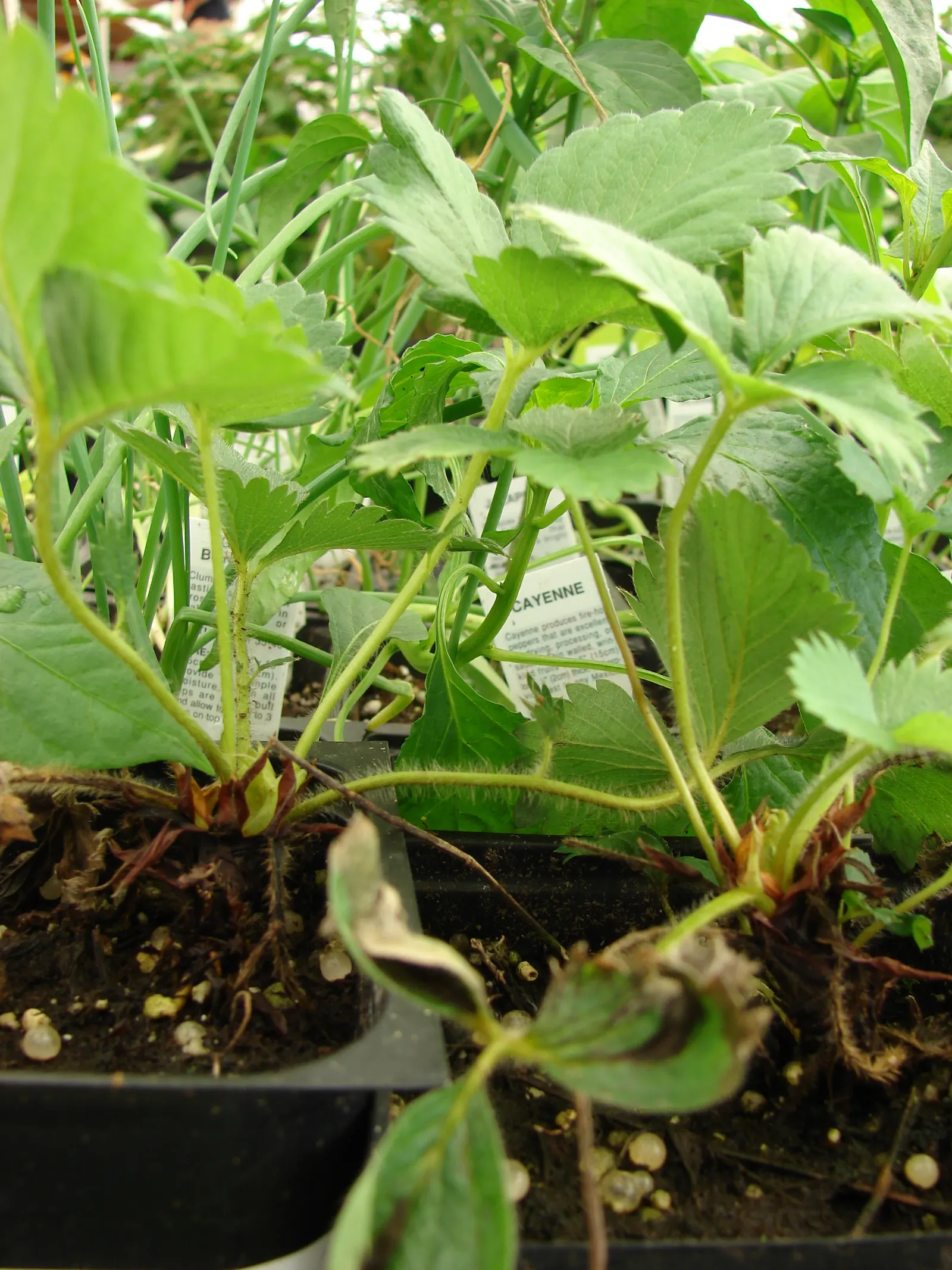 Strawberry (Fragaria X Ananassa) — allowing for a dense ground cover punctuated by white; ground cover / perennial for full or half, image 66