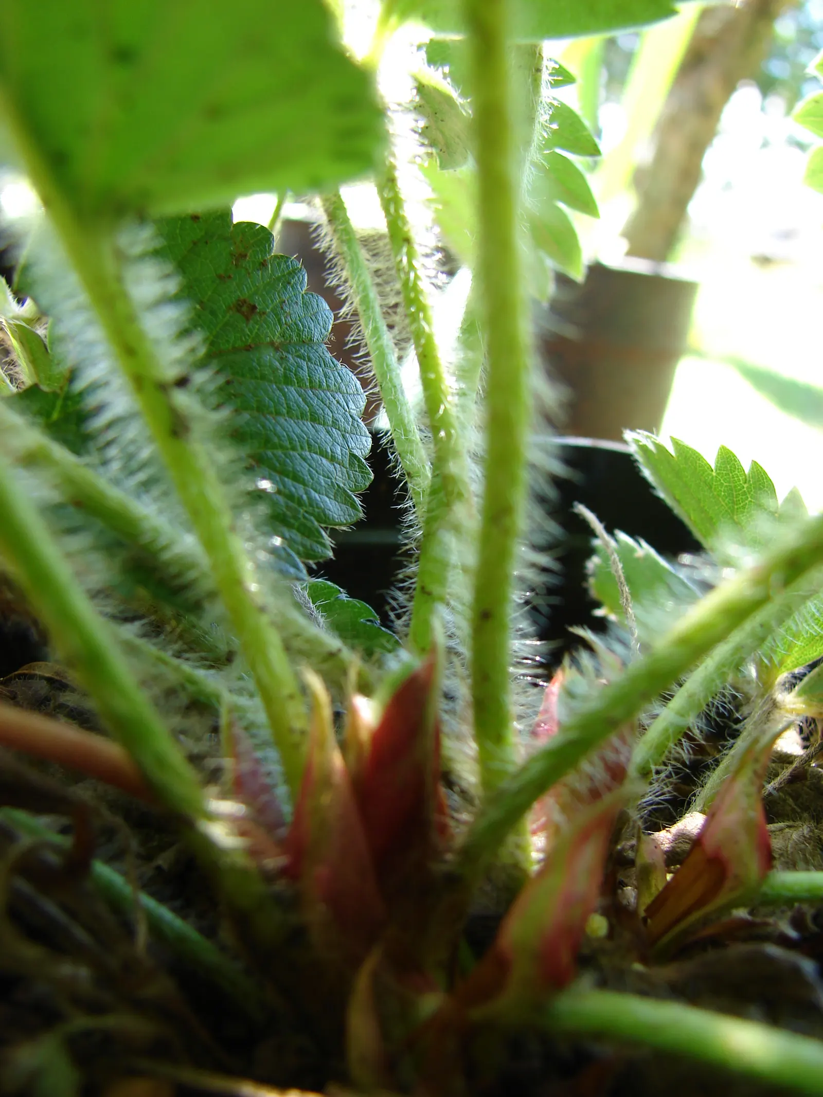 Strawberry (Fragaria X Ananassa) — Regular watering is crucial