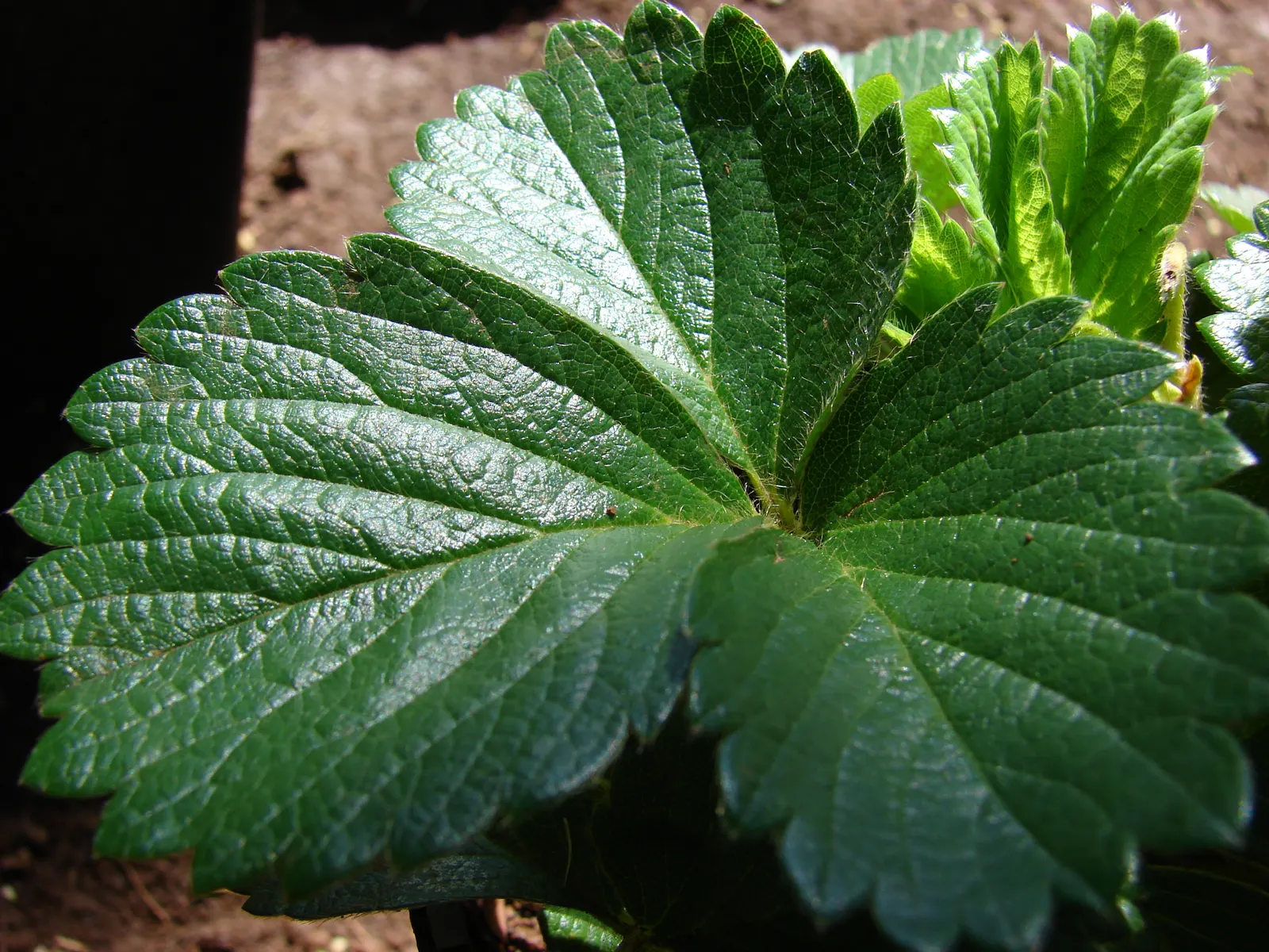 Strawberry (Fragaria X Ananassa) — ground cover / perennial with white blooms