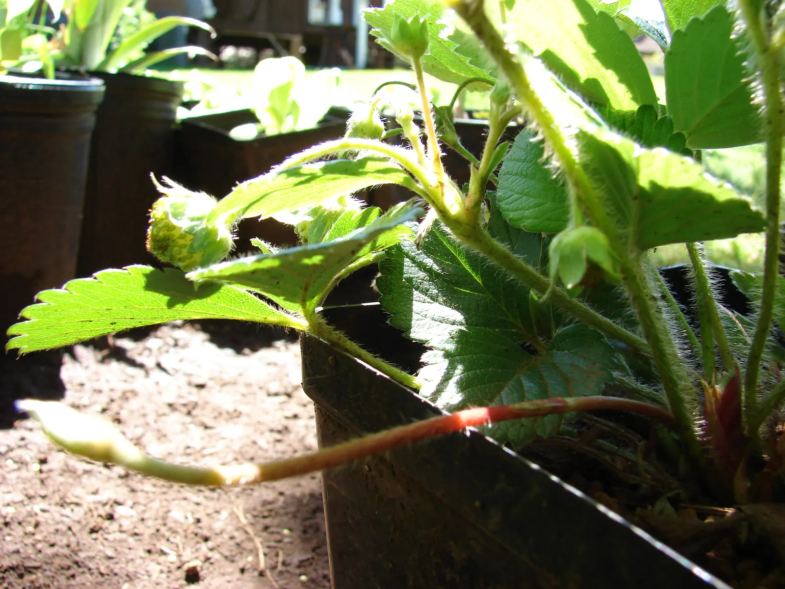 Strawberry (Fragaria X Ananassa) — with a spread of 12 to 24 inches; especially during fruit development - consistently moist, image 65