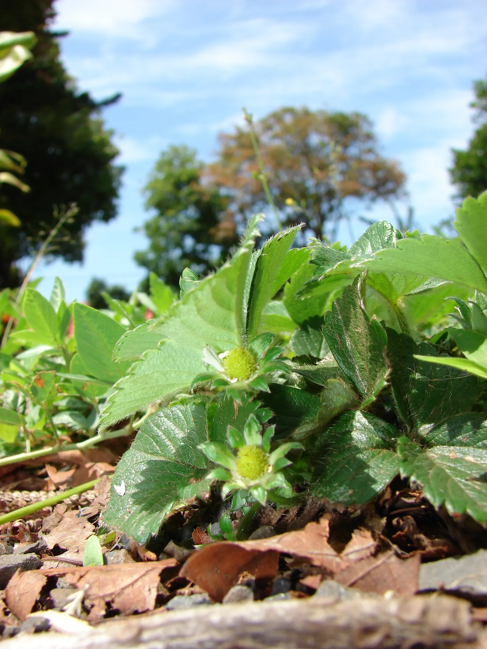 Strawberry (Fragaria X Ananassa) — ground cover / perennial for full or half; and delicious fruit make them a multi-dimensional choice for both, image 81
