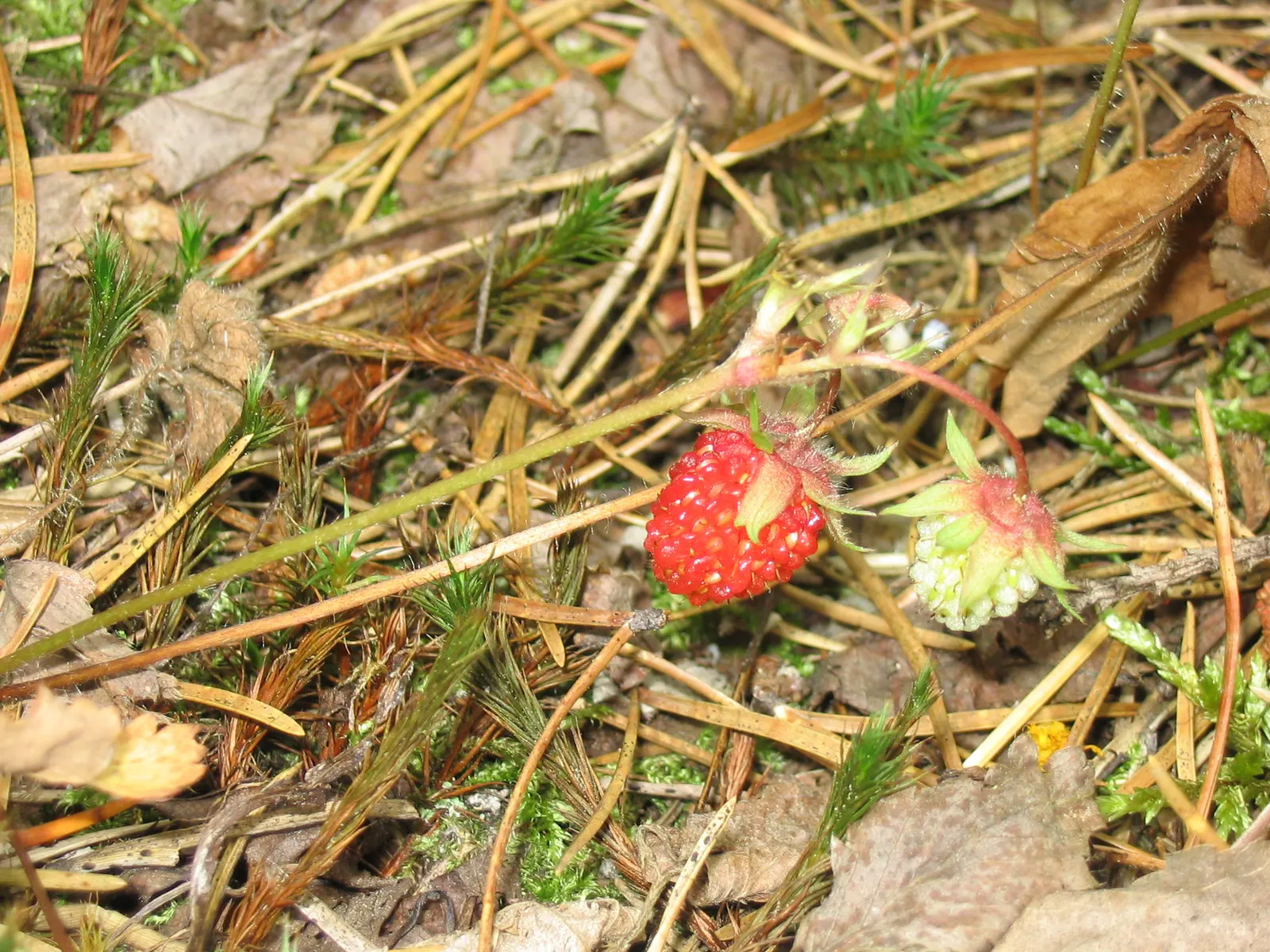 Strawberry (Fragaria X Ananassa) — thriving with at least six to eight hours of direct sunlight per day; five-petalled flowers in spring, image 64