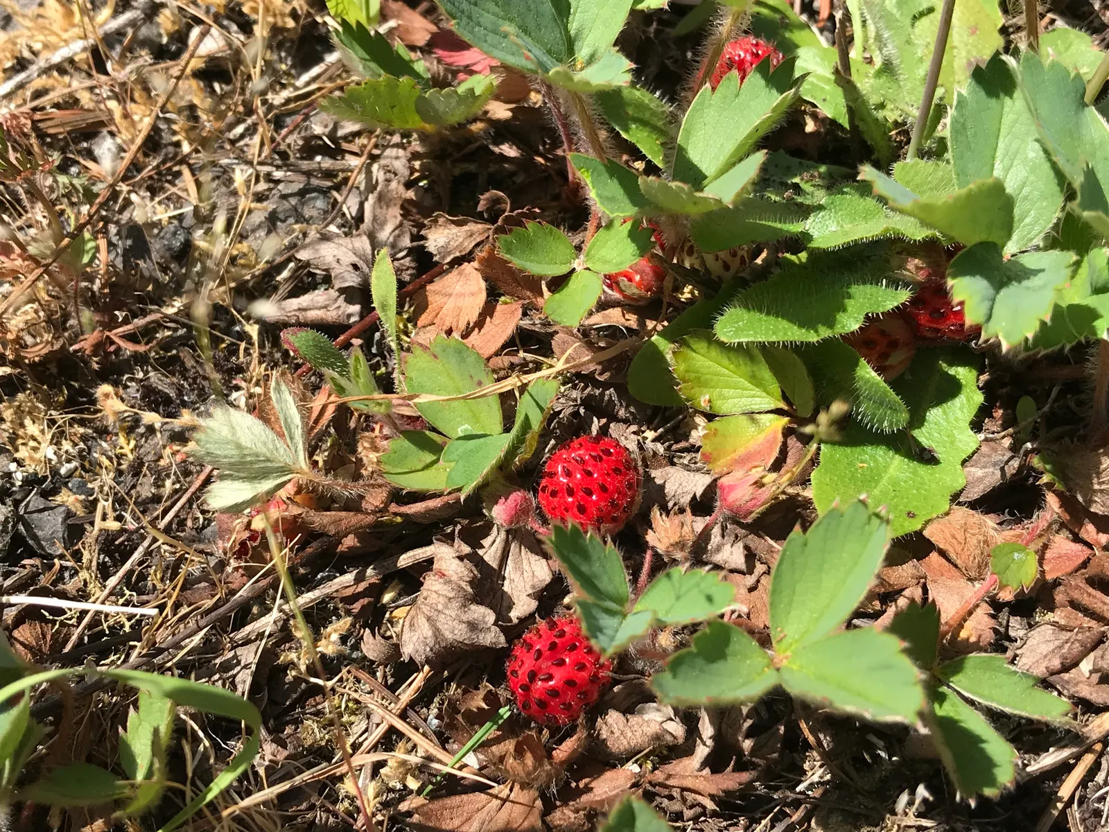Strawberry (Fragaria X Ananassa) — and delicious fruit make them a multi-dimensional choice for both aesthetic appeal and culinary gain; requiring, image 78