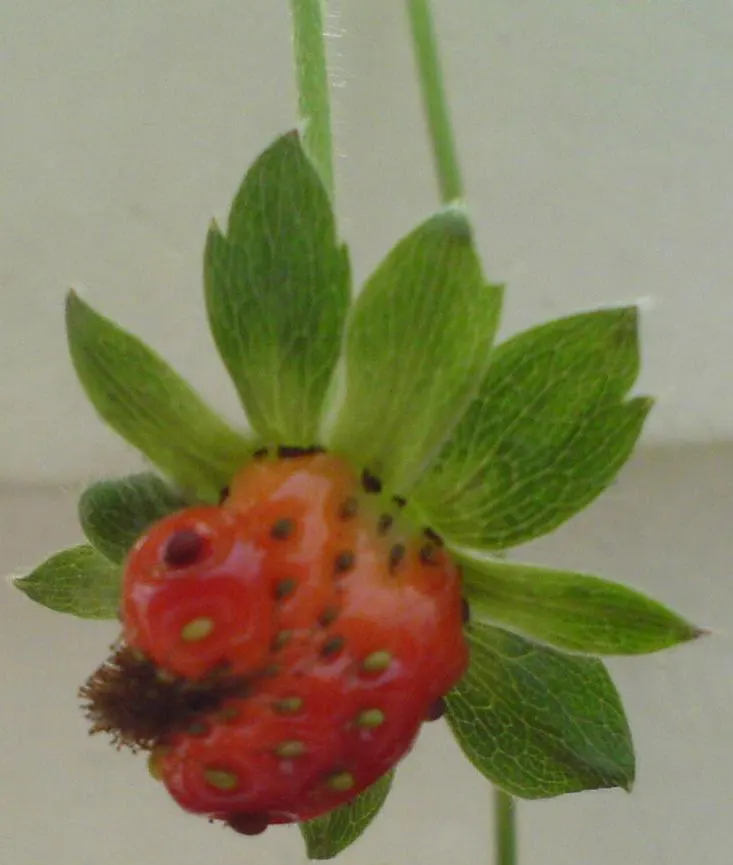 Strawberry (Fragaria X Ananassa) — this cultivar requires full sun exposure
