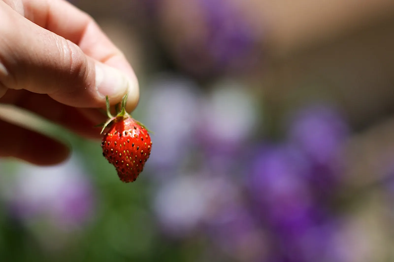 Strawberry (Fragaria X Ananassa) — but not waterlogged soil is the goal