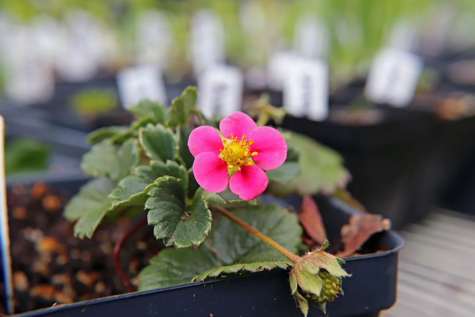 Strawberry (Fragaria X Ananassa) — Strawberry (Fragaria x ananassa) is a low-growing perennial producing sweet, red fruits; white flowers blossom, image 55