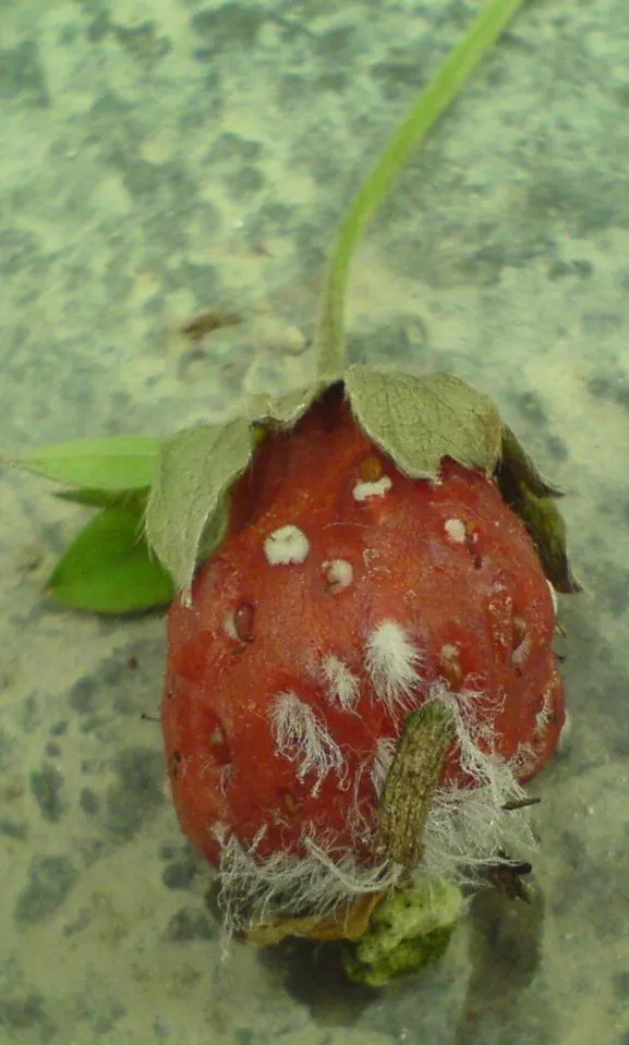 Strawberry (Fragaria X Ananassa) — loamy soil enriched with organic matter