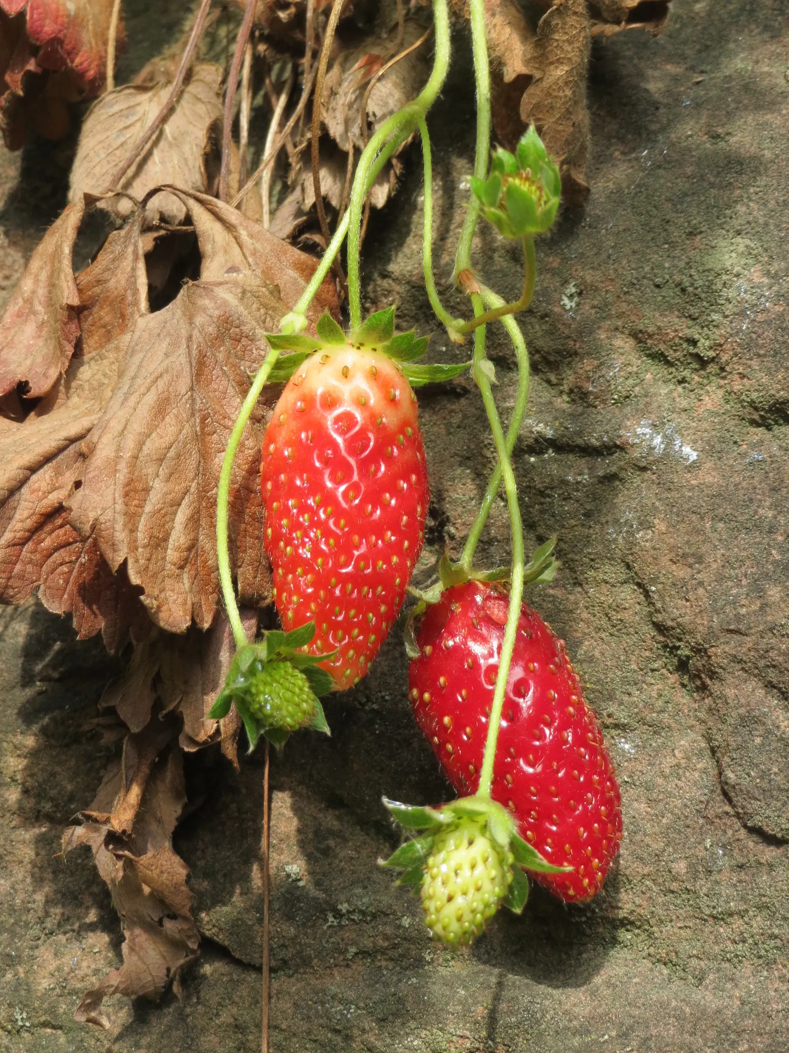 Strawberry (Fragaria X Ananassa) — Hardy in USDA zones 5-8, it requires regular watering and mulching to maintain moisture and discourage weeds, image 60