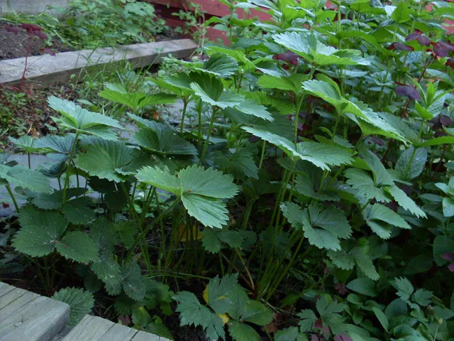 Strawberry (Fragaria X Ananassa) — with a spread of 12 to 24 inches