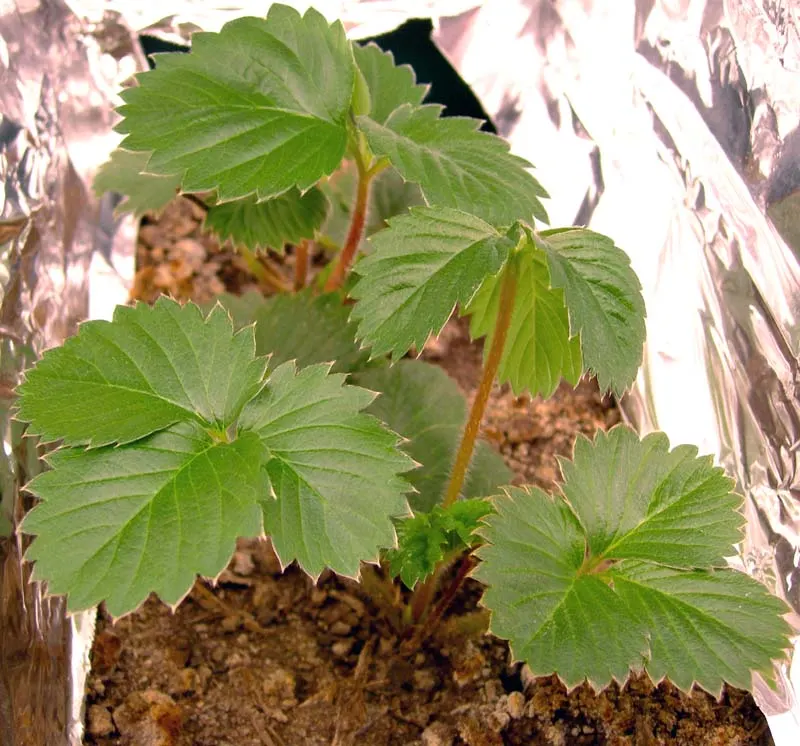 Strawberry (Fragaria X Ananassa) — a spacing of 18 to 24 inches between plants is recommended, image 77